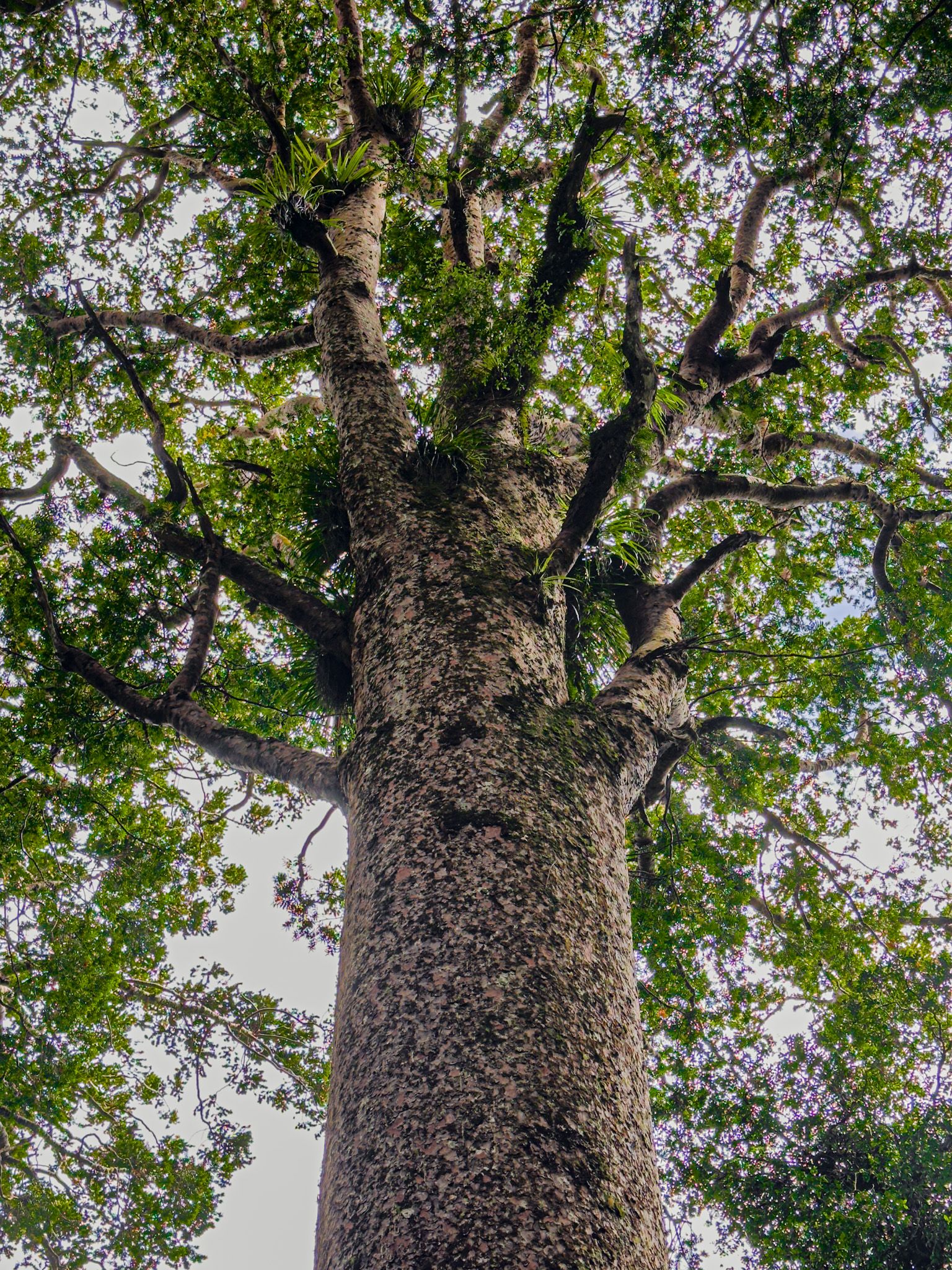 Manginangina Kauri Walk