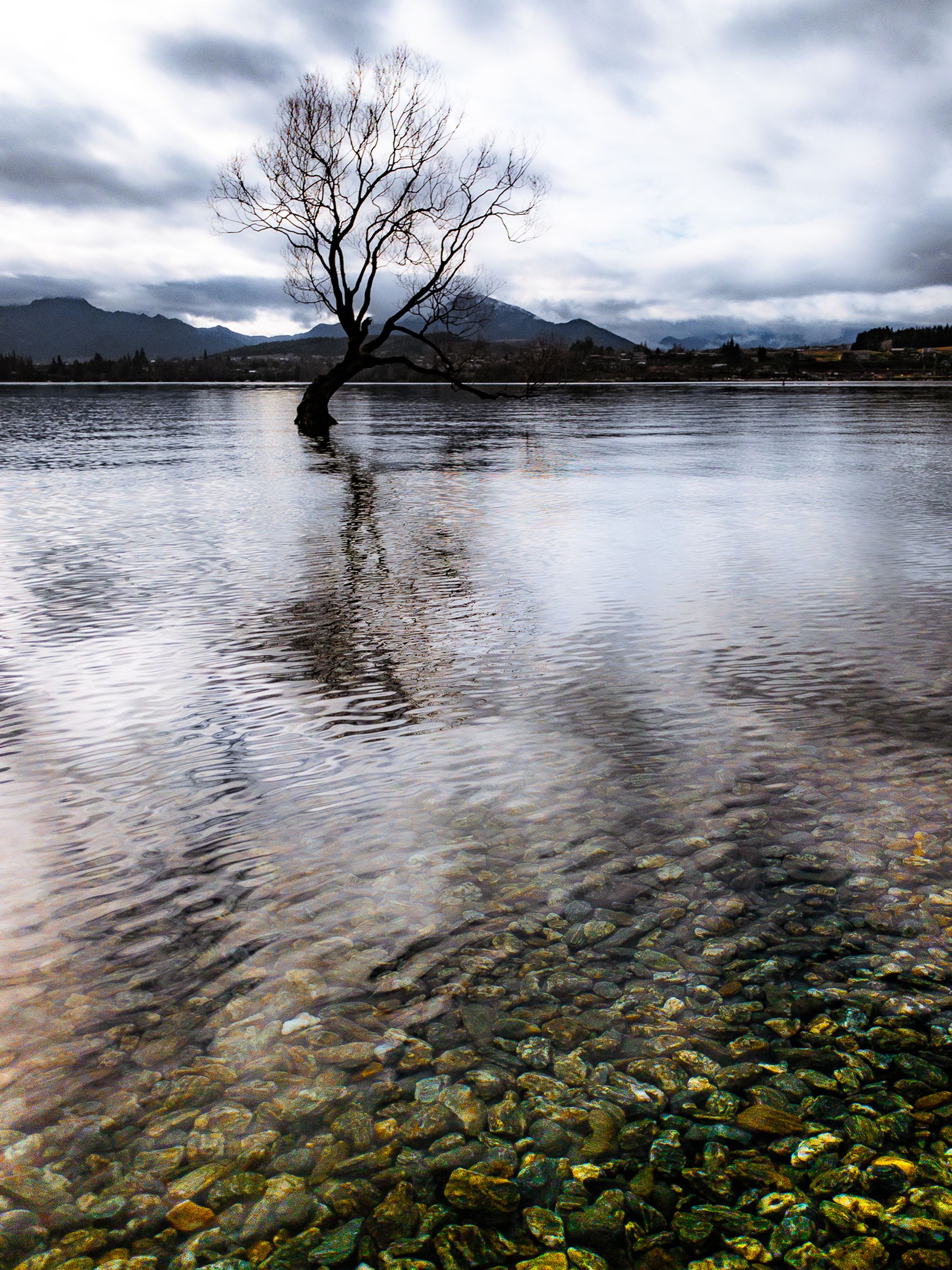 That Wānaka Tree | Queenstown Lakes - New Zealand Trip Ideas