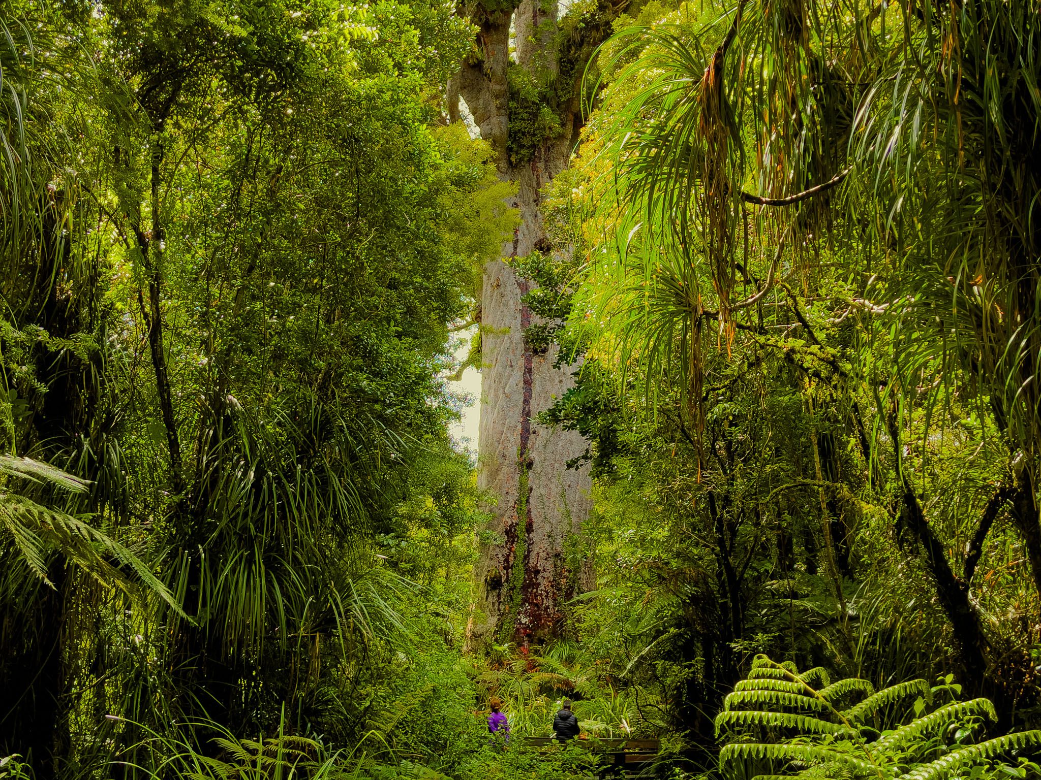 If Trees Could Speak