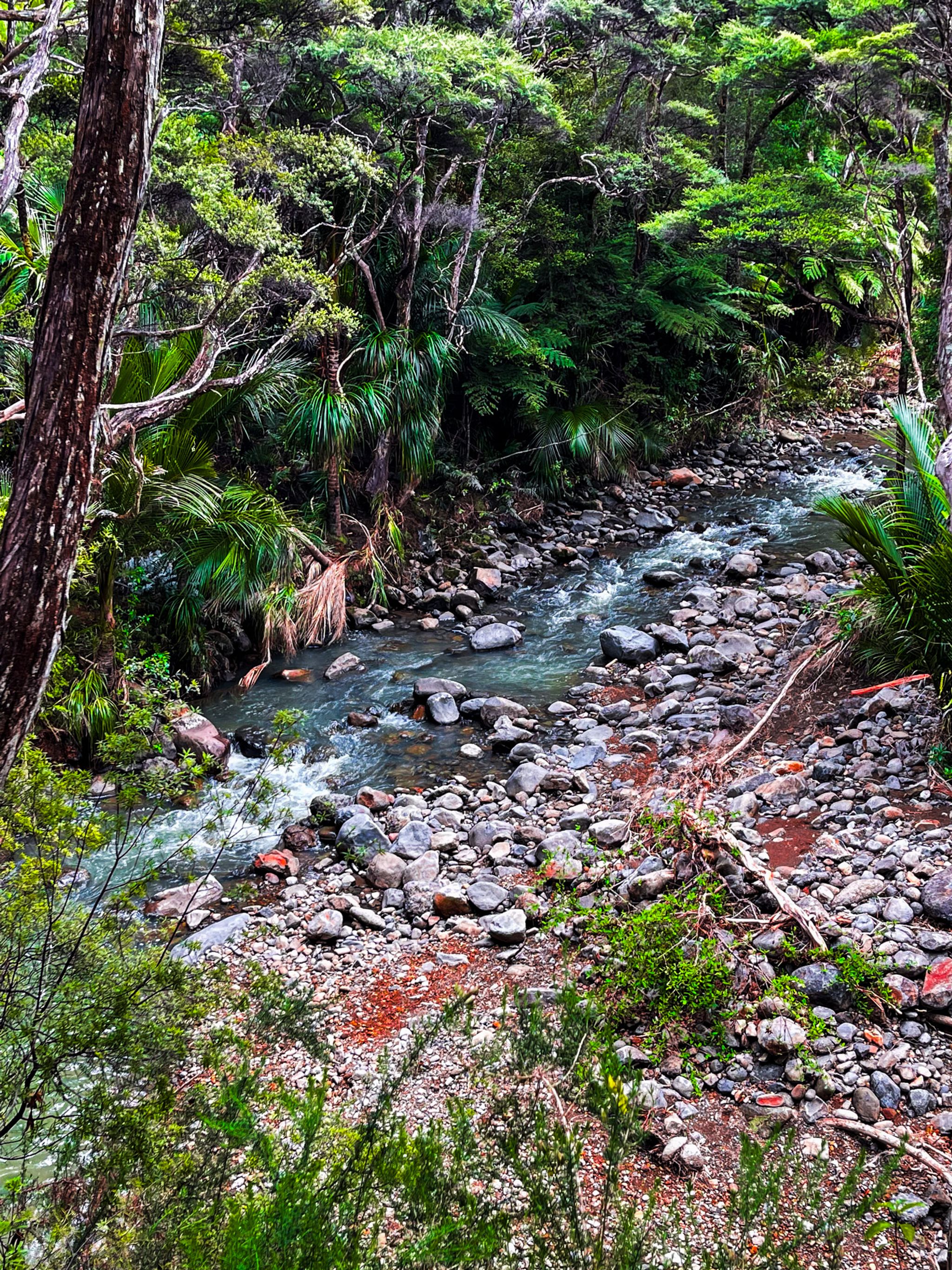 Karamatura Track | West Auckland - New Zealand Trip Ideas
