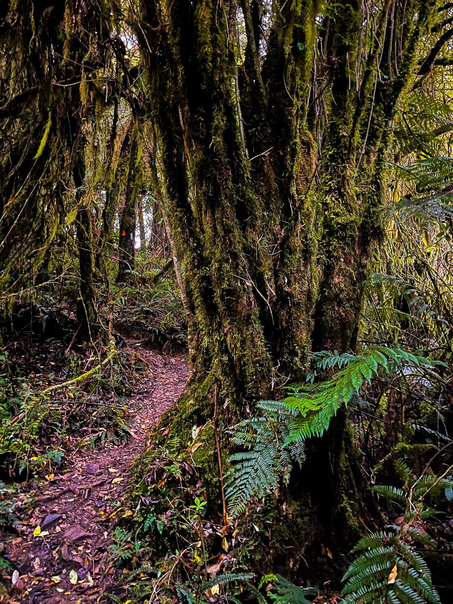 Image 12 of 12