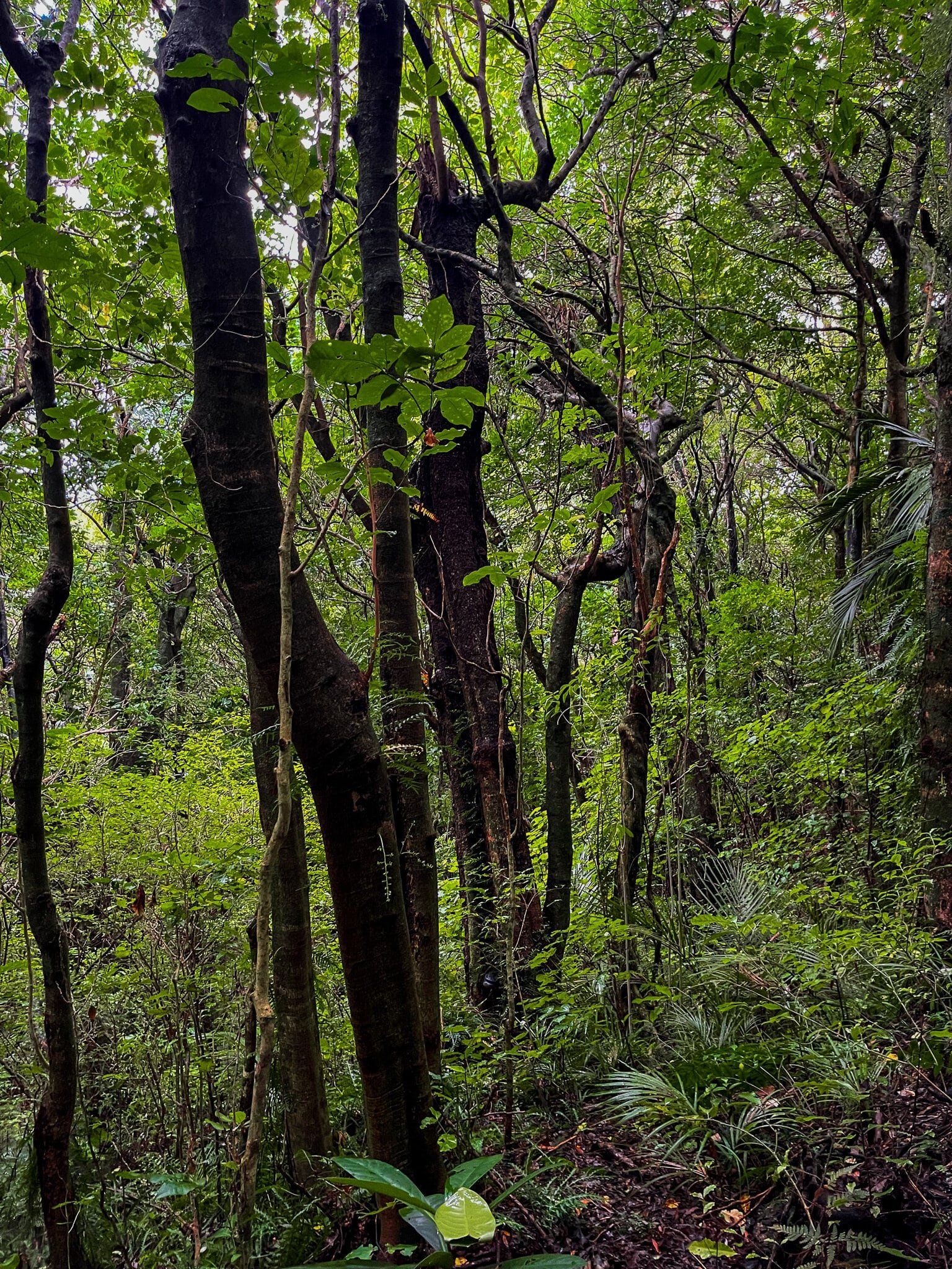Image 8 of 12