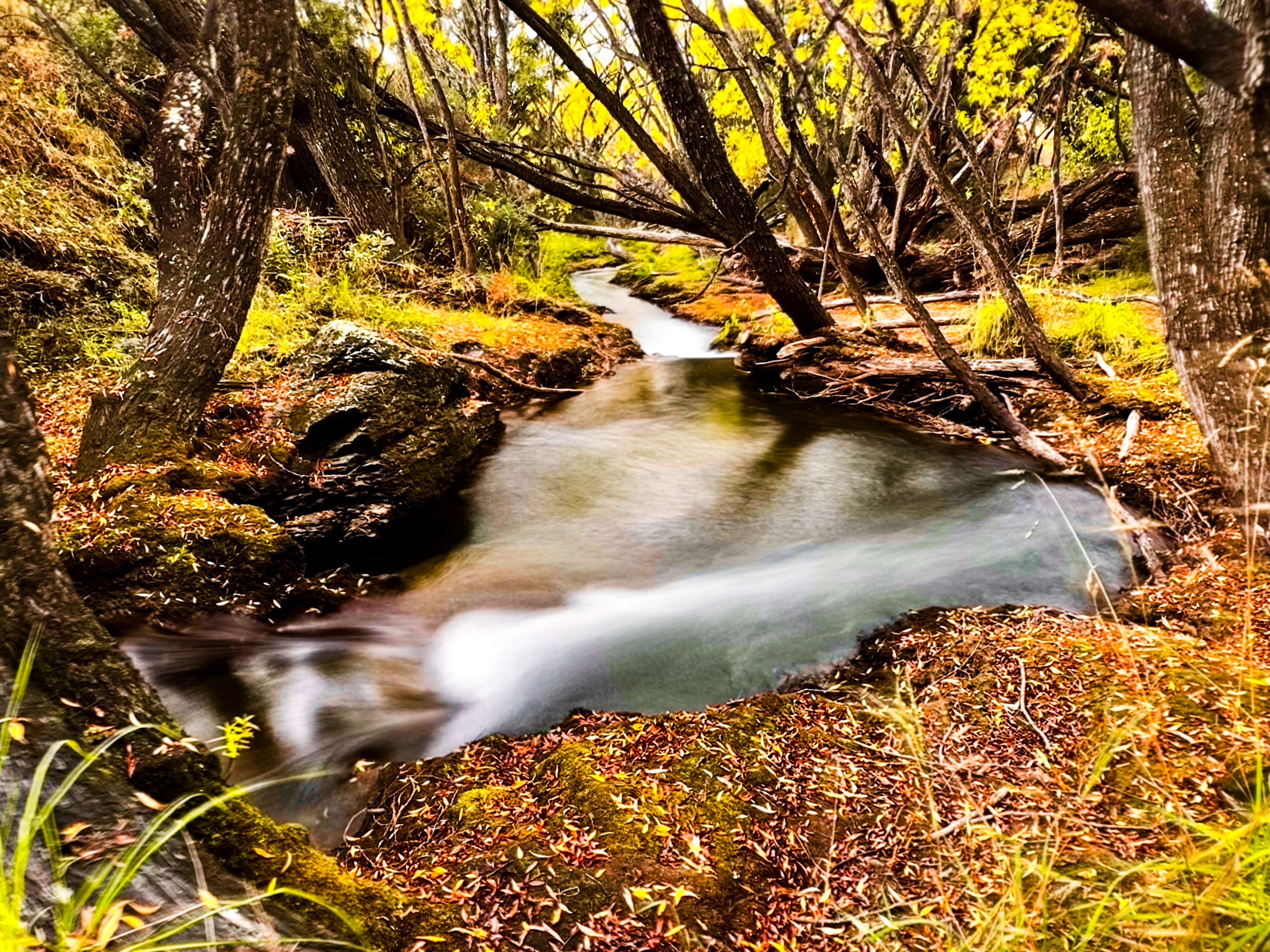 Luggate Creek Track