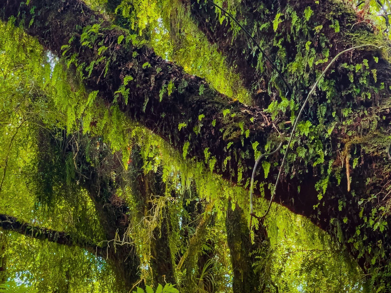Kāmahi of Lake Moeraki