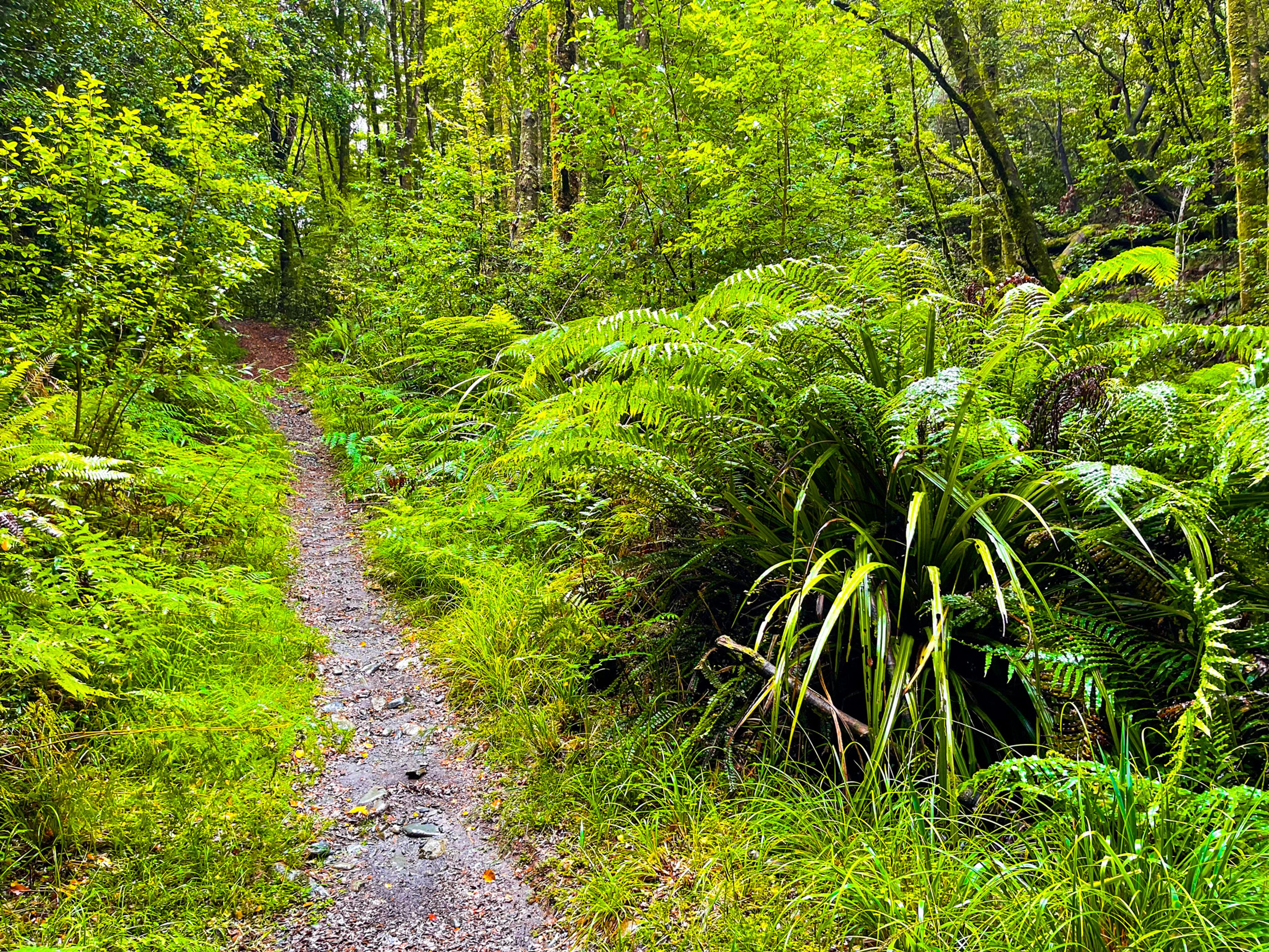 Tree Trunk Gorge Track