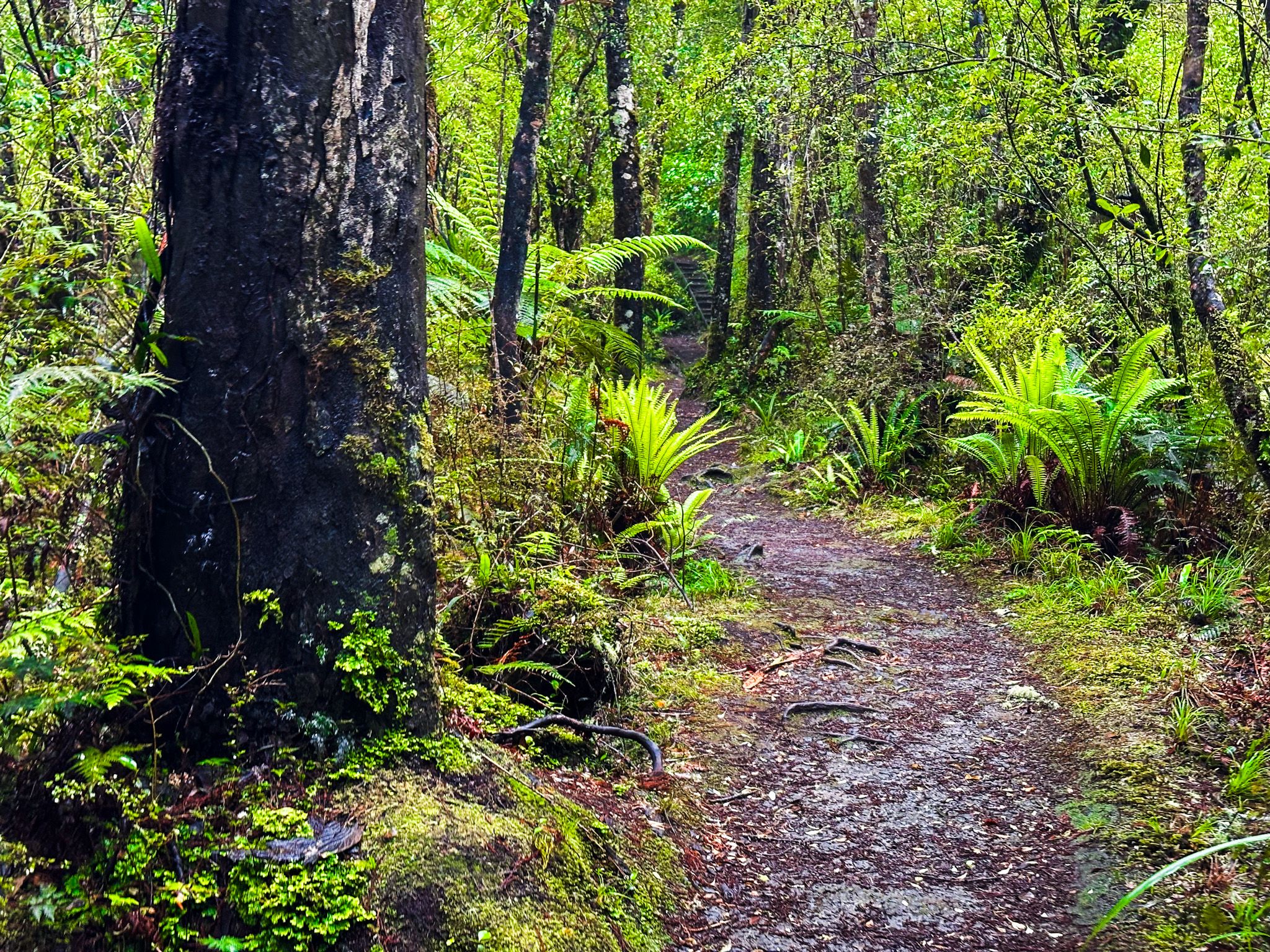 Tautuku Bay Nature Walk