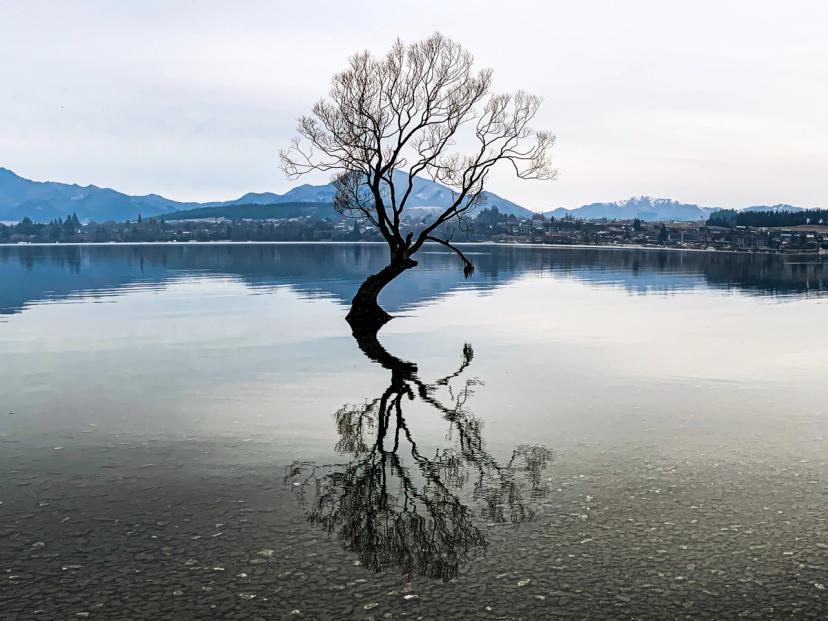 That Wānaka Tree | Queenstown Lakes - New Zealand Trip Ideas