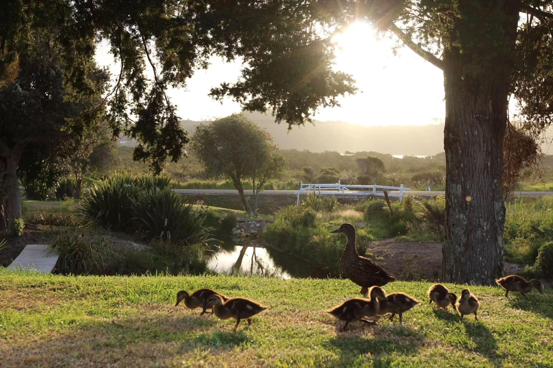 Russell - Orongo Bay Holiday Park