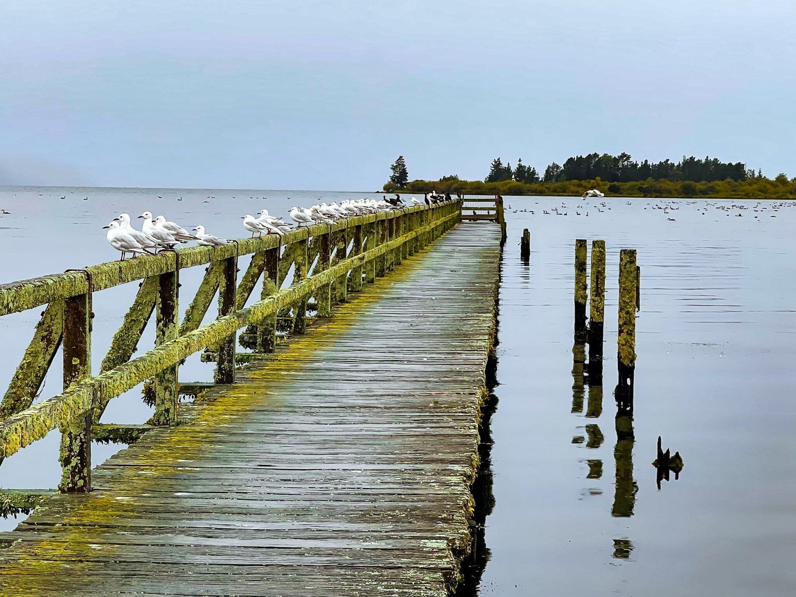 Tokaanu Wharf