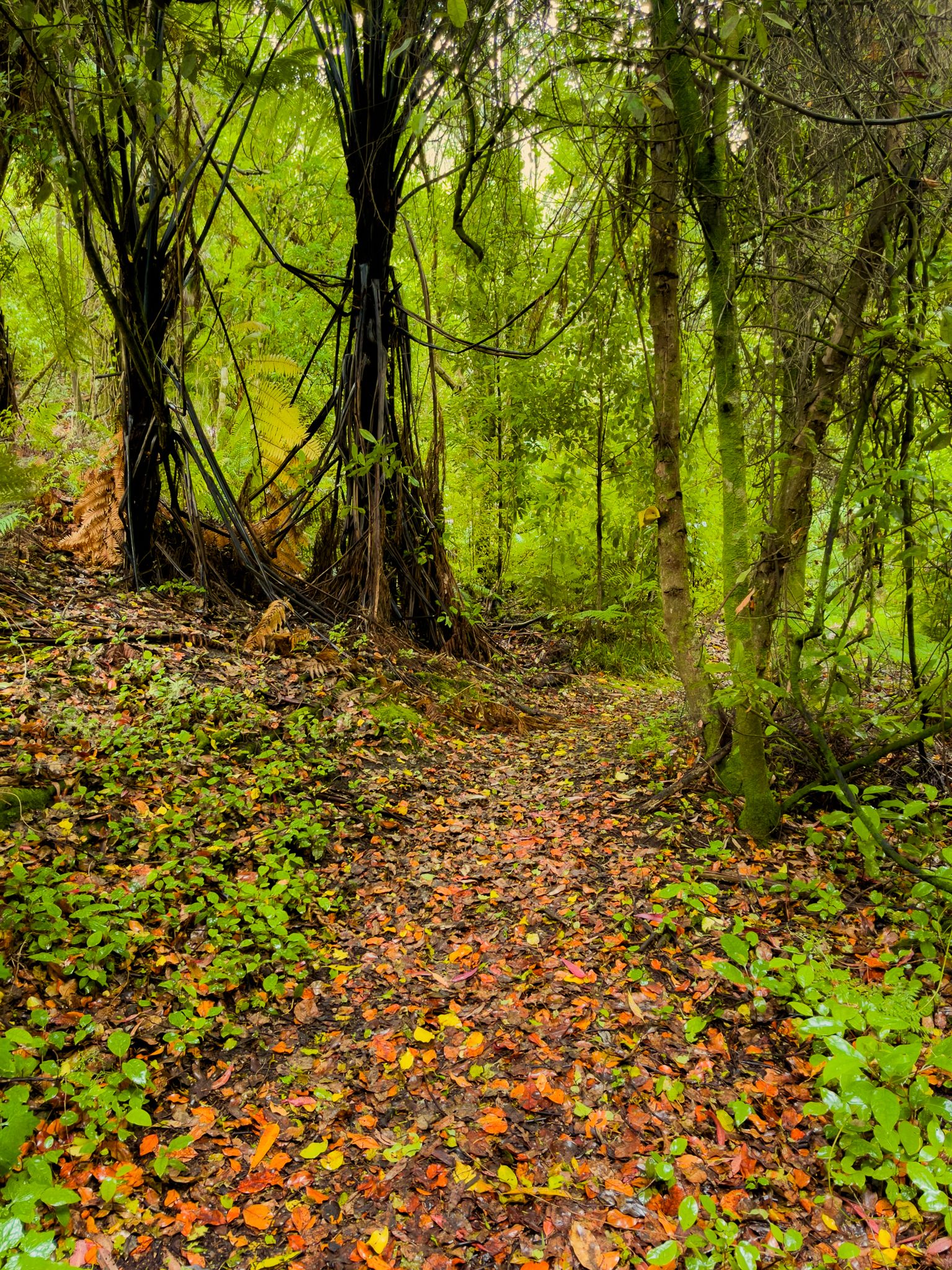Ōkāreka Mistletoe Walk