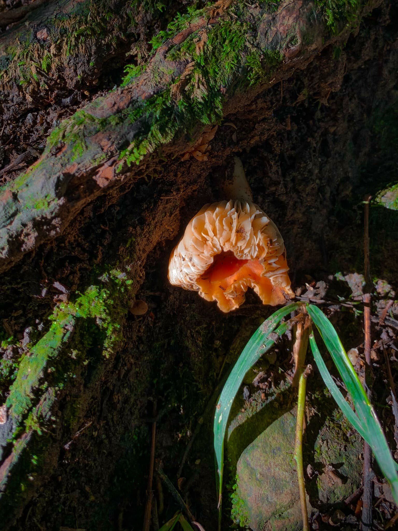 Image 4 of 12