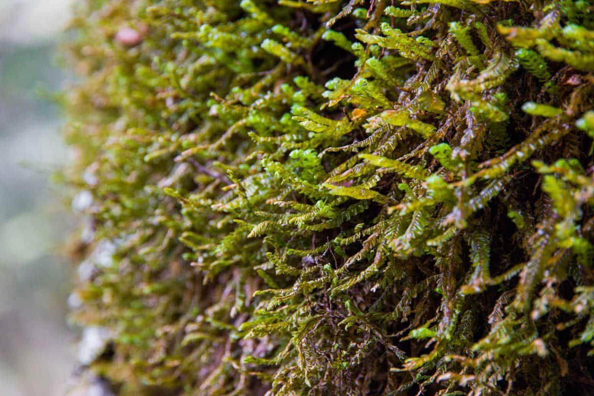 Image 6 of 9