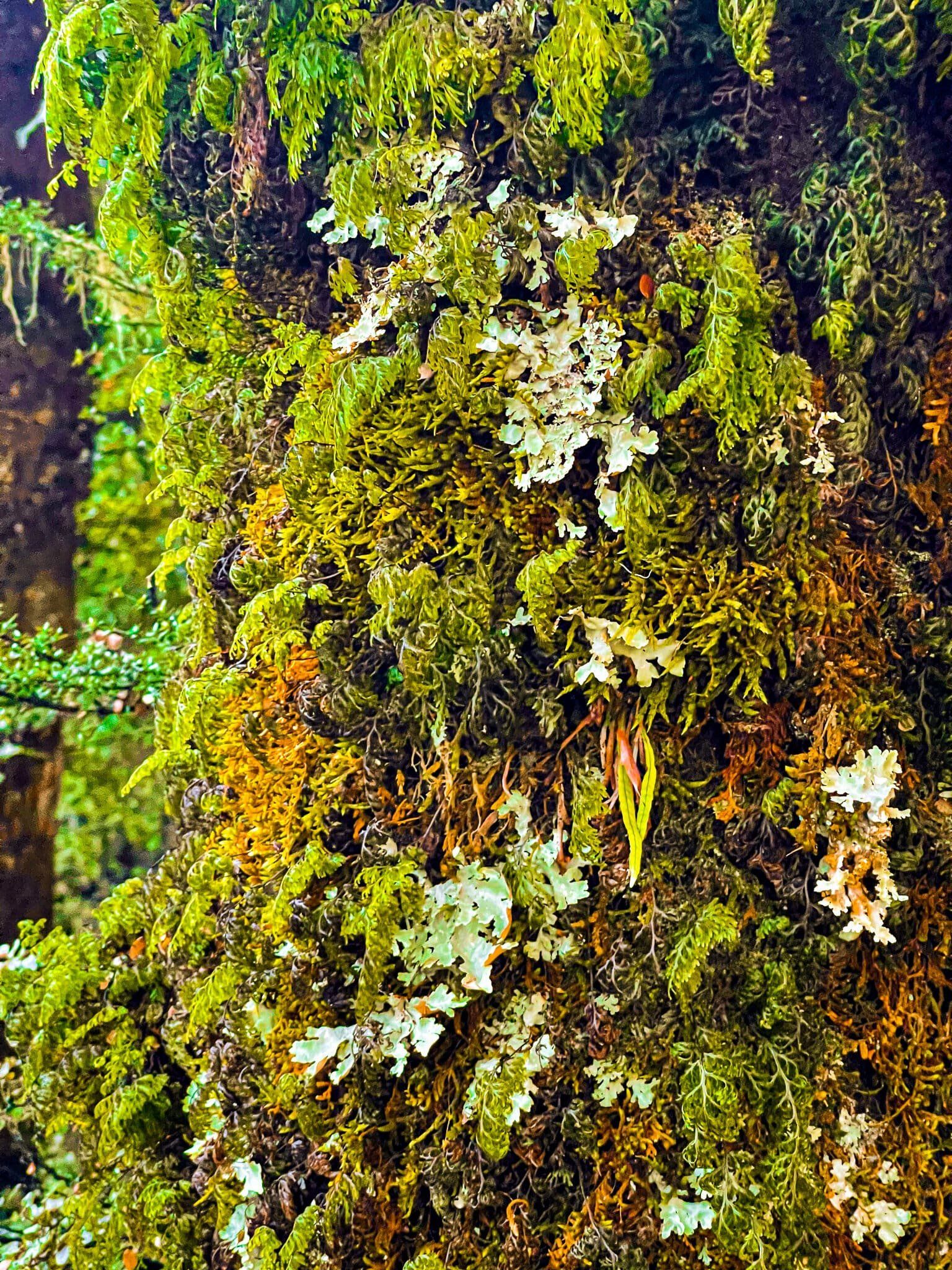 Image 12 of 12