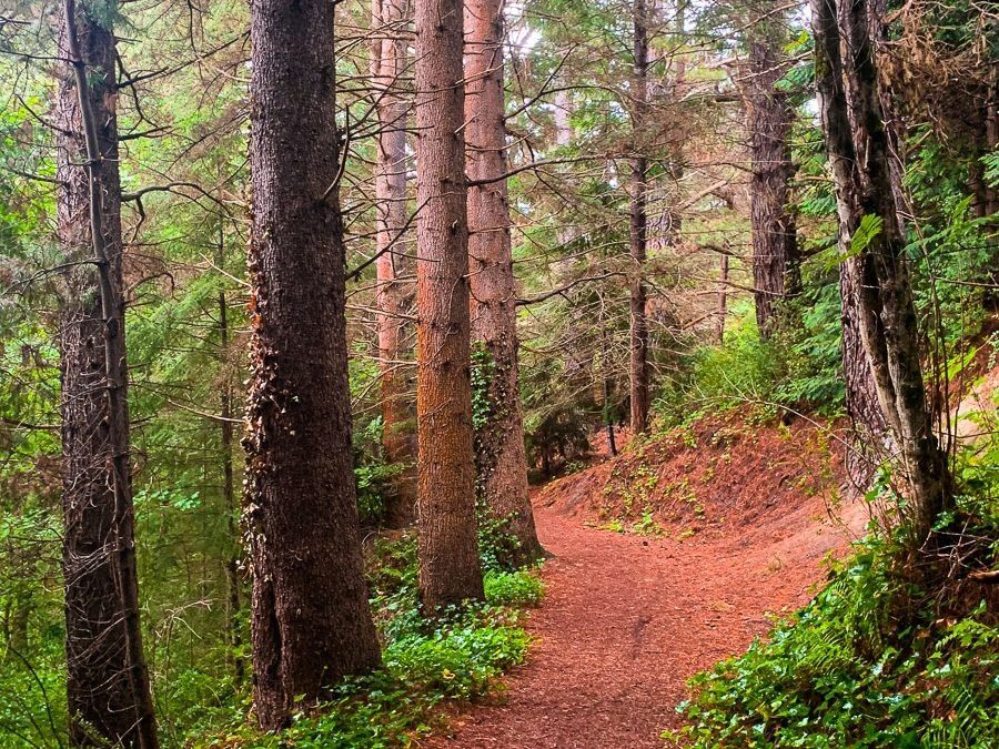 Hanmer Forest