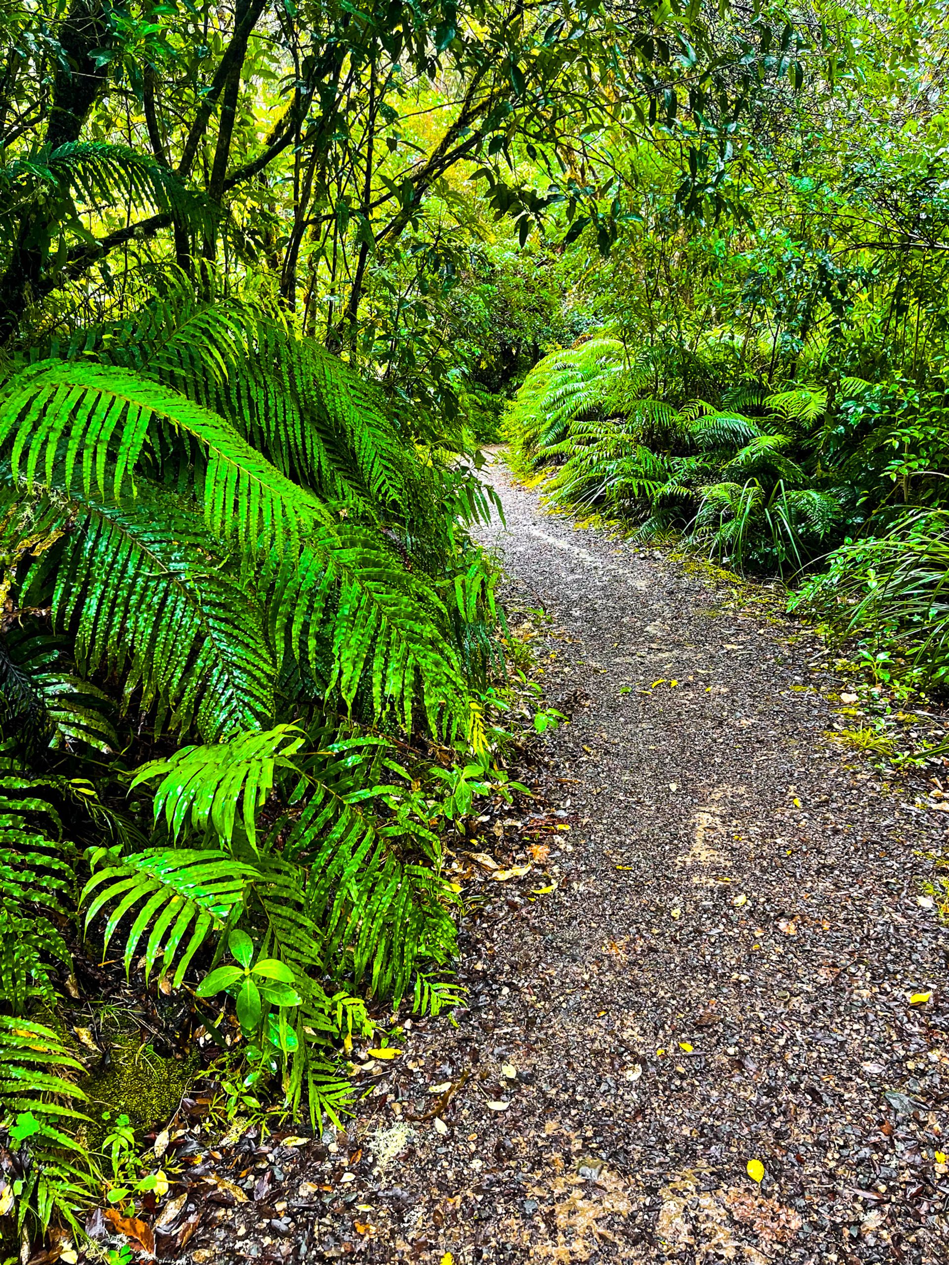 Pureora Forest Park | Southern Waikato - New Zealand Trip Ideas