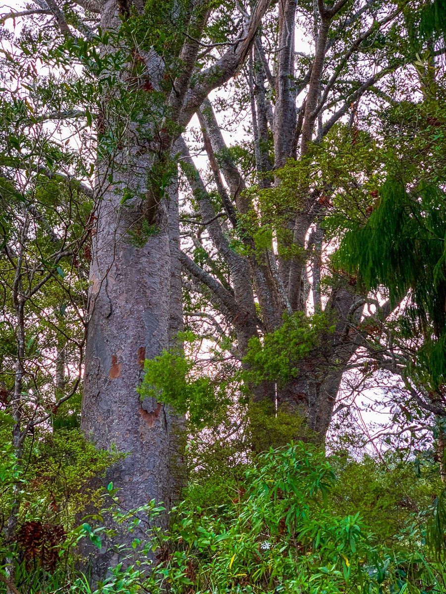 Image 5 of 8