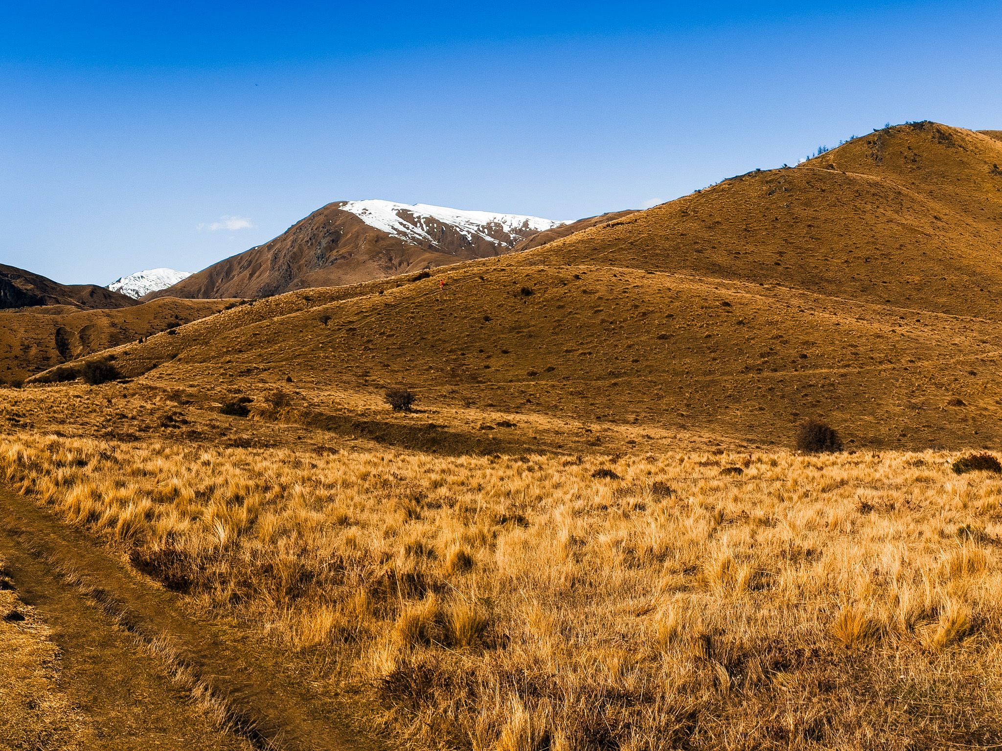walking over the tussock covered highpoint on the Sawpit Gully track