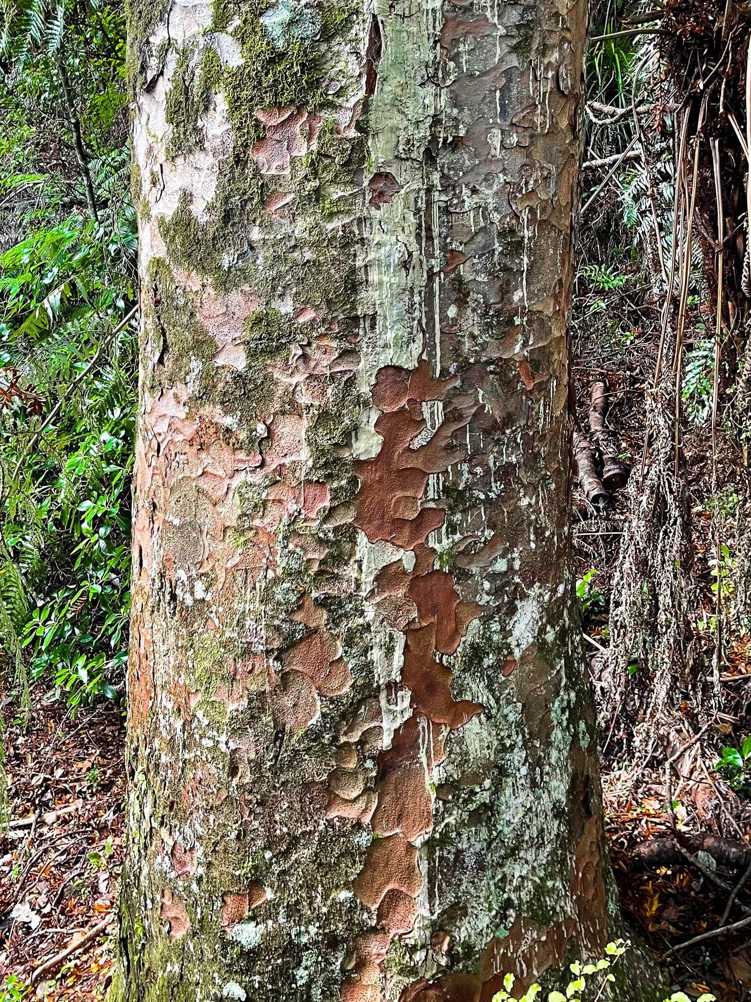 Image 4 of 11