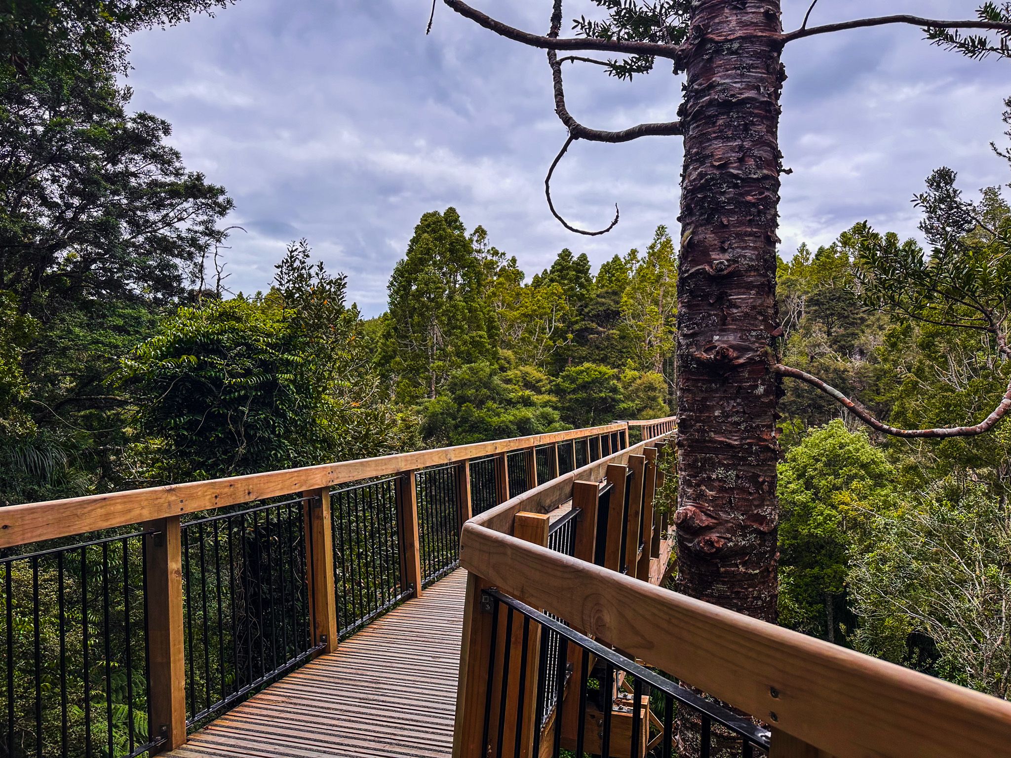 North Shore's Hidden Forest Reserves and Scenic Walks