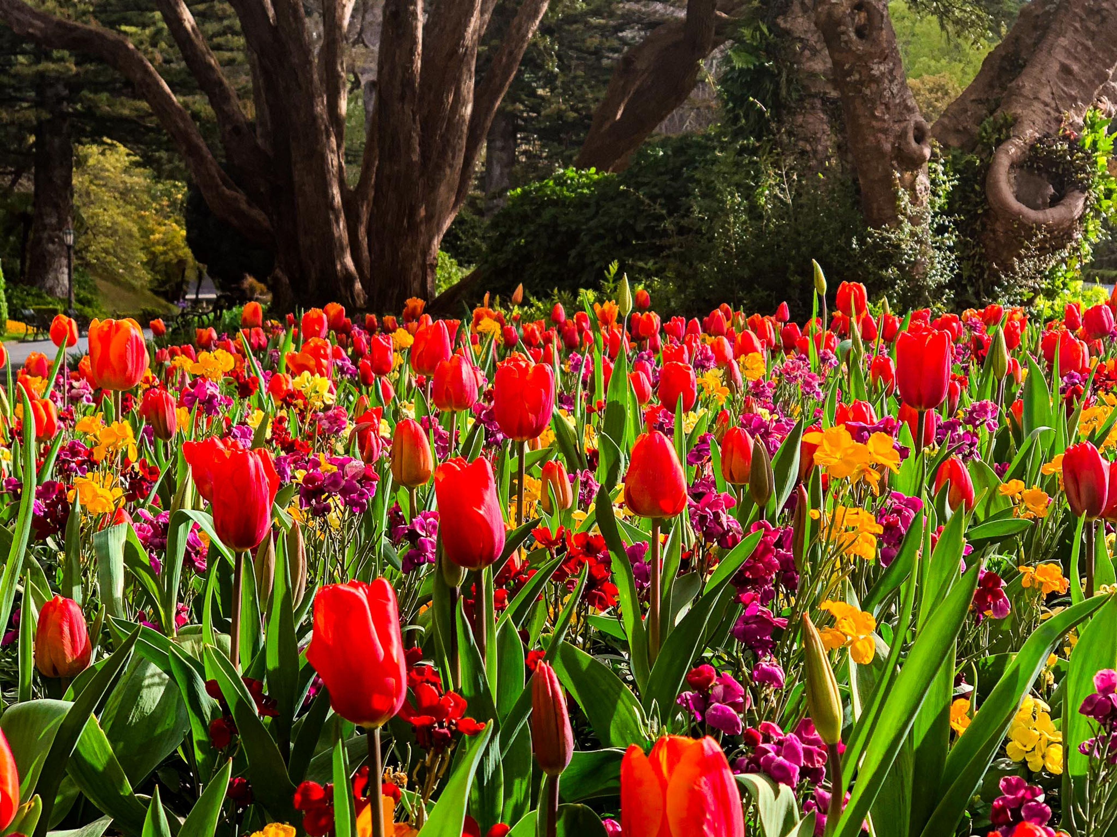 Wellington Botanic Gardens
