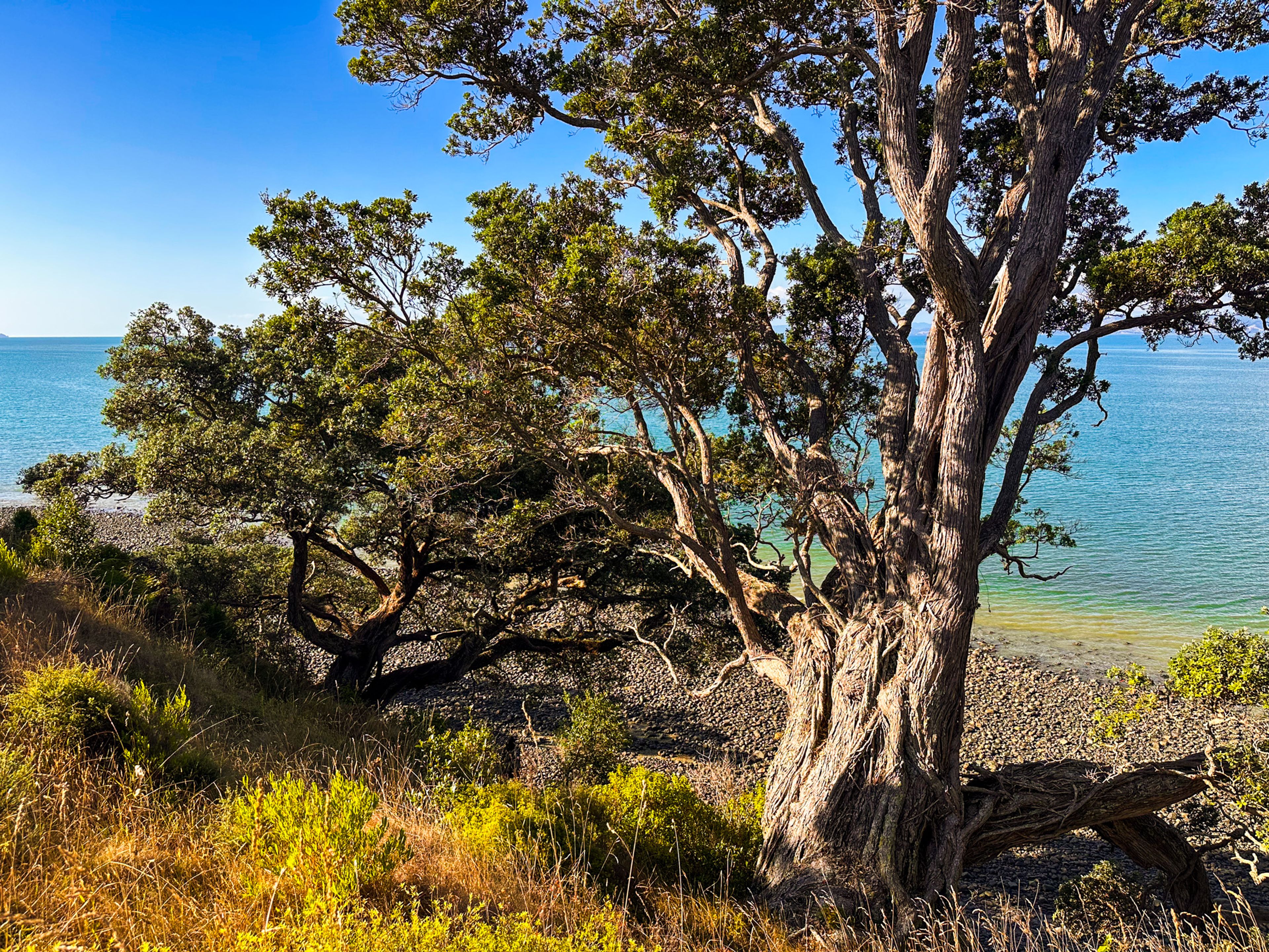 Tāpapakanga Coastal Walk