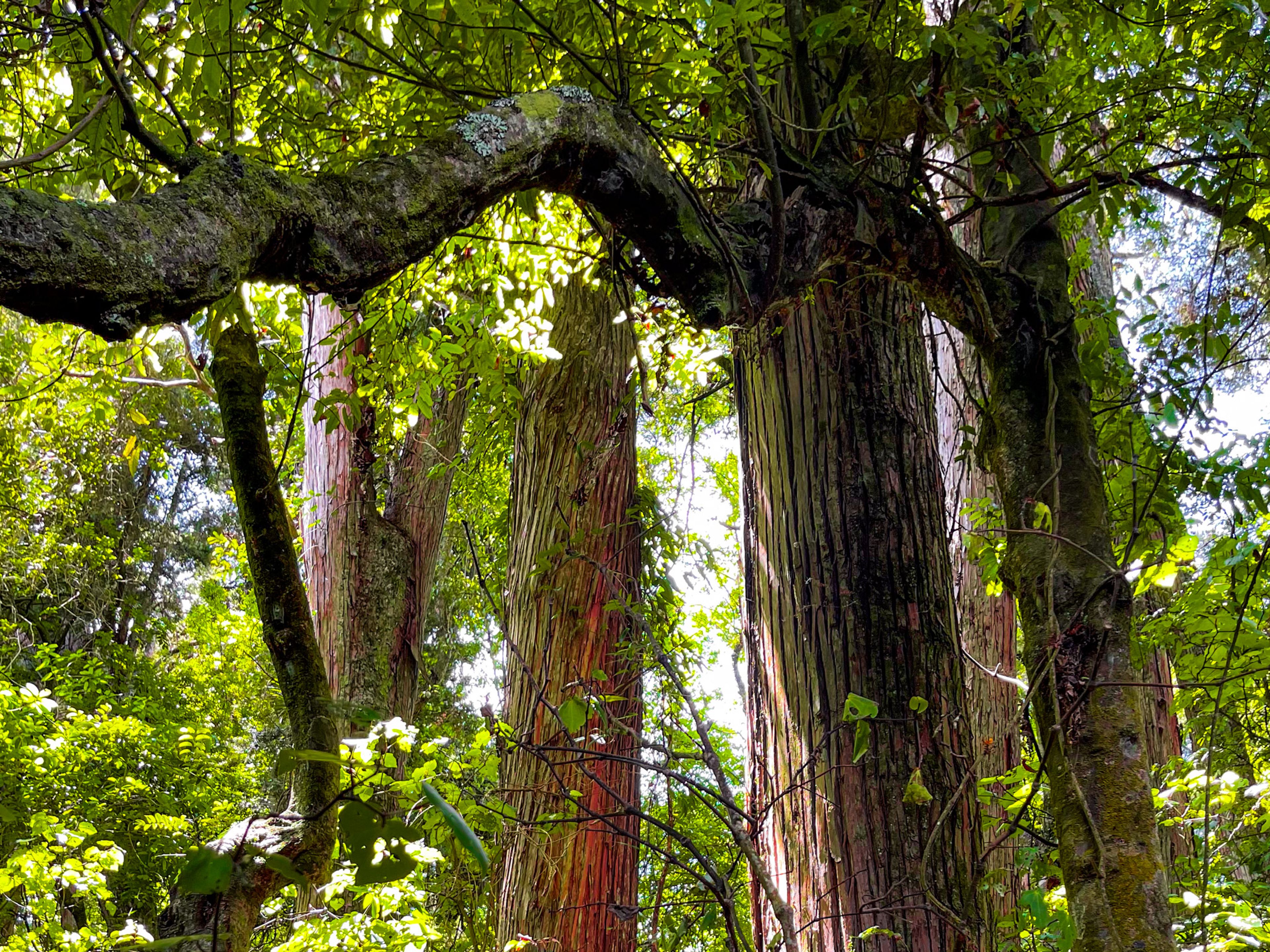 Tōtara Reserve Regional Park