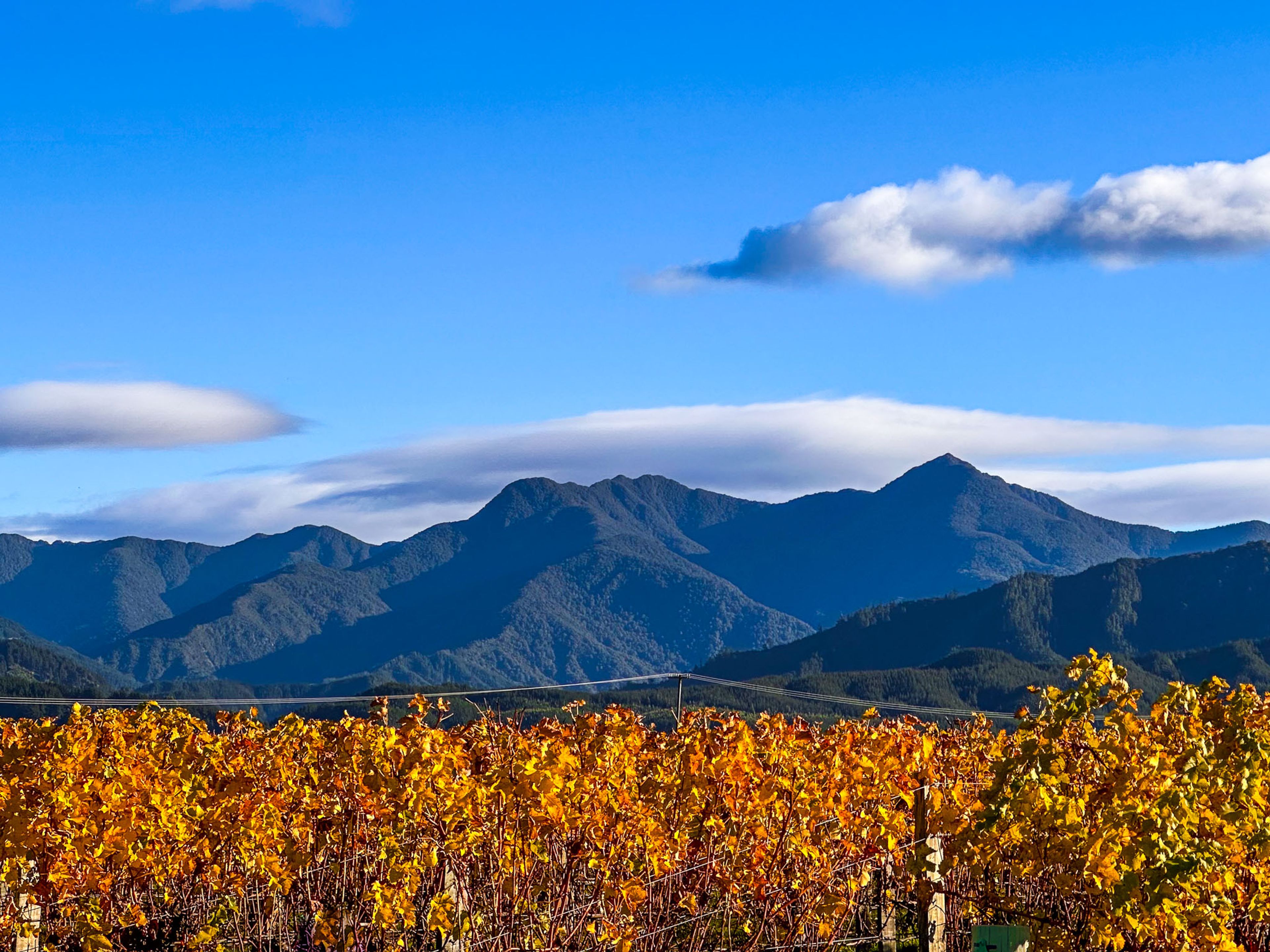 Wairau Valley