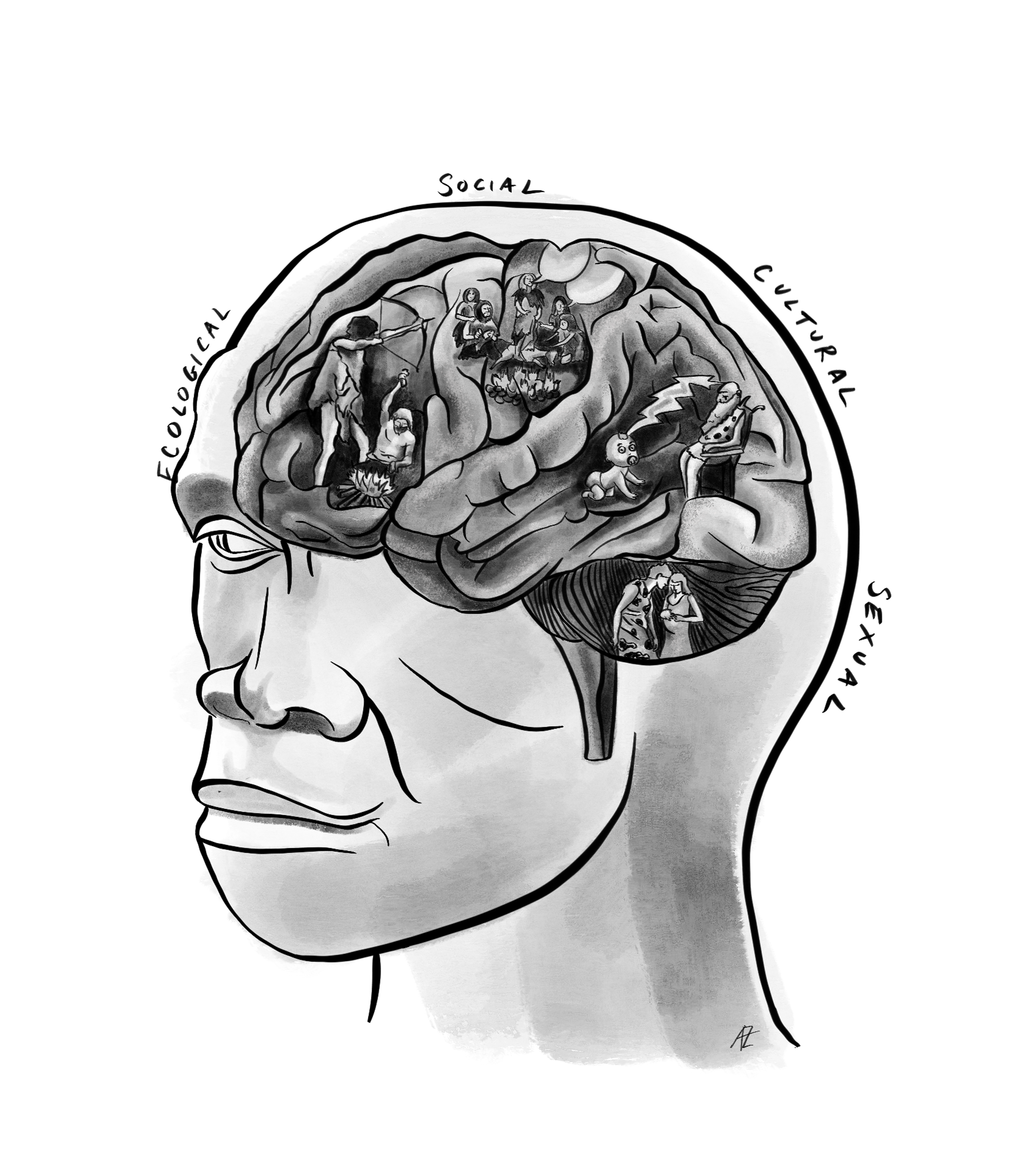 Brain evolution