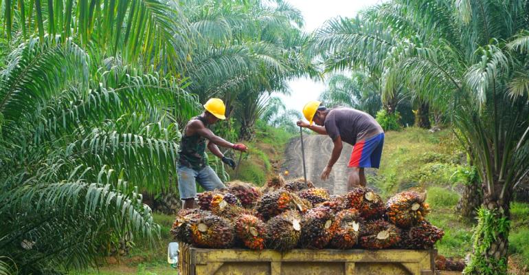 Workers harvesting palm fruit in Indonesia // First Resources, Shutterstock