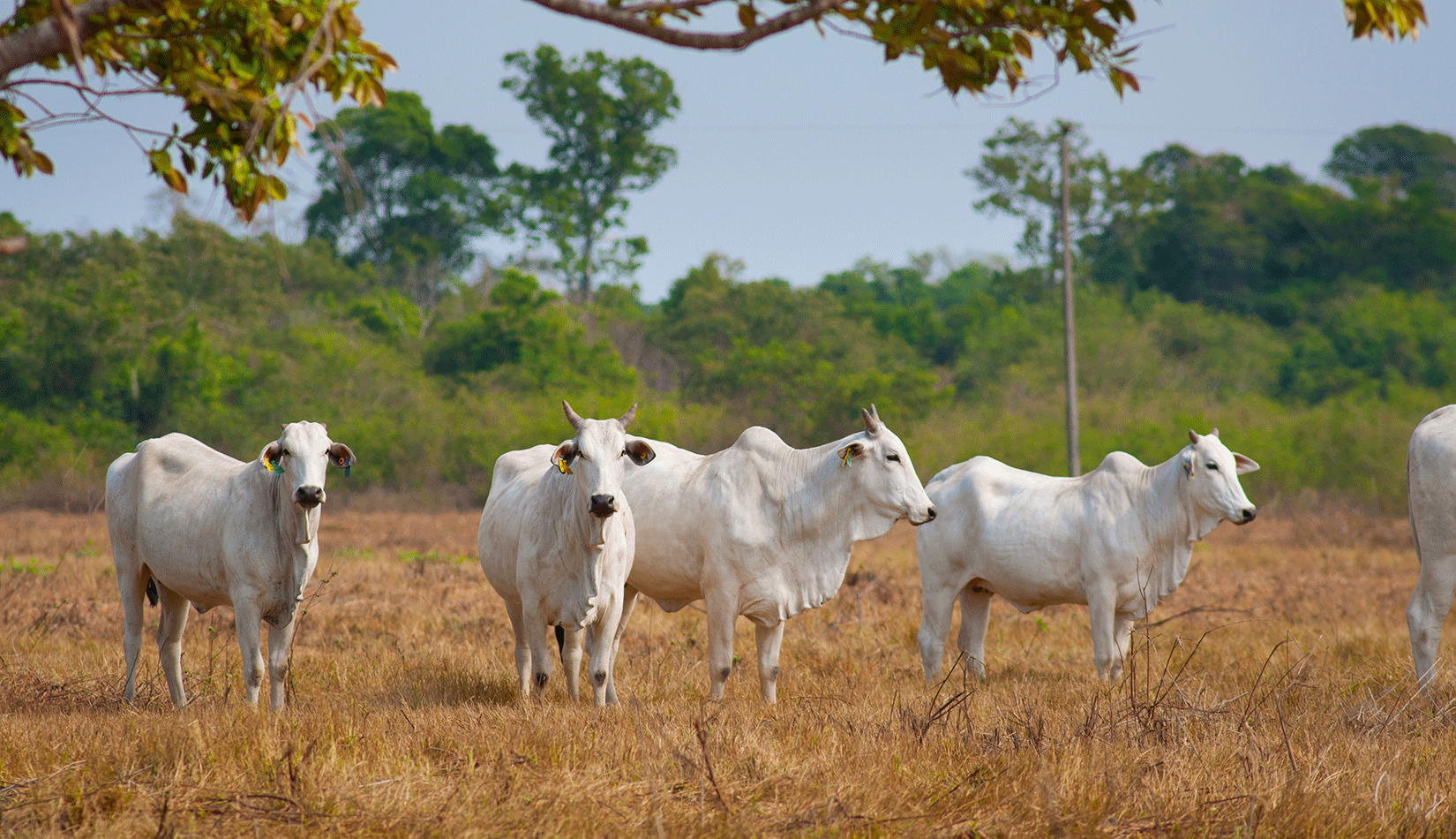 Beef cattle in Brazil