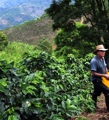 Worker harvesting coffee beans, Colombia