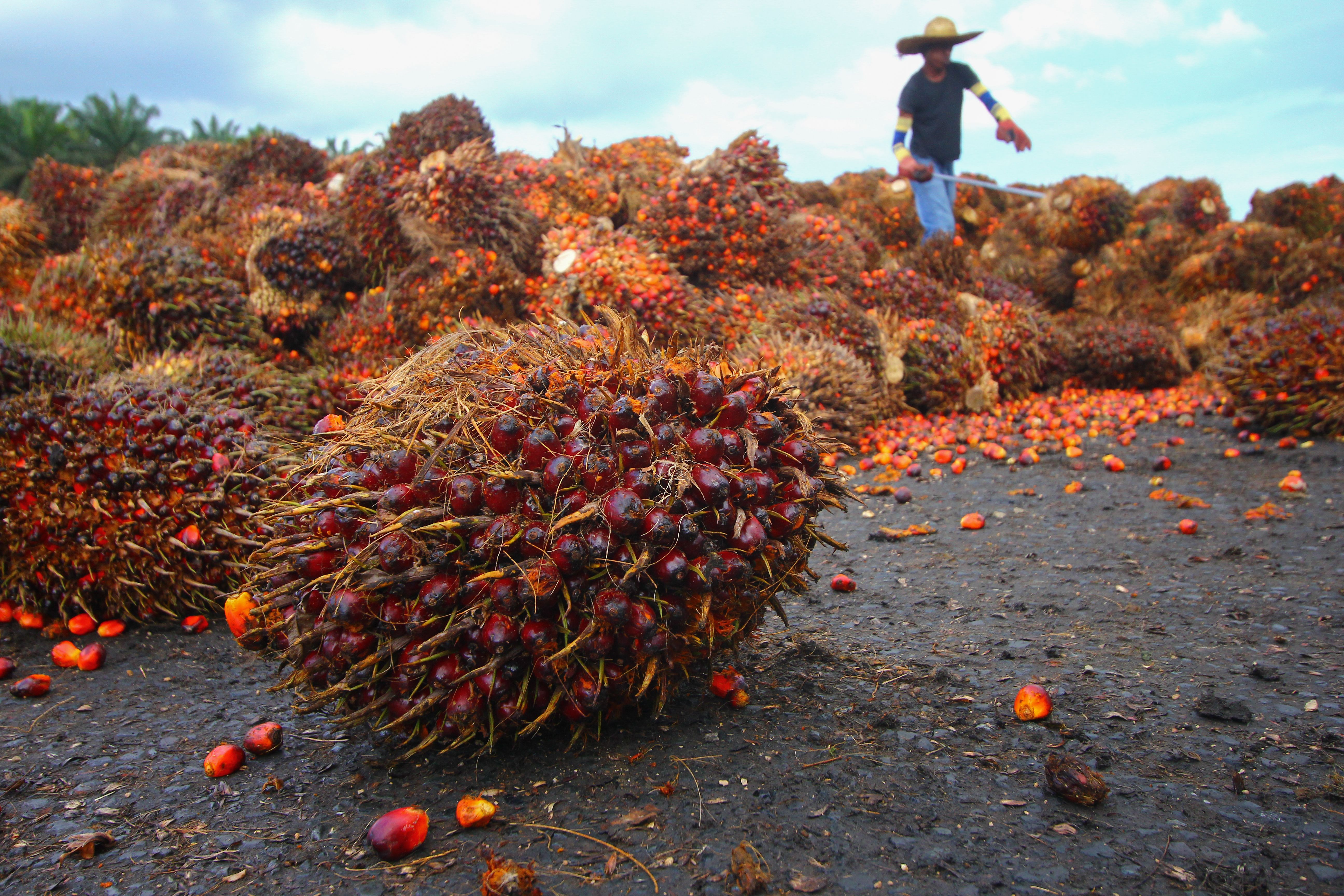 Oil palm fruits with workers in background