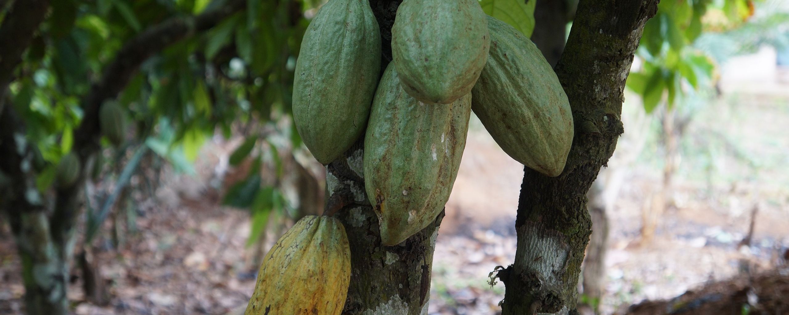 Trase Insights  Mapping cocoa exports from Côte d’Ivoire and Ghana