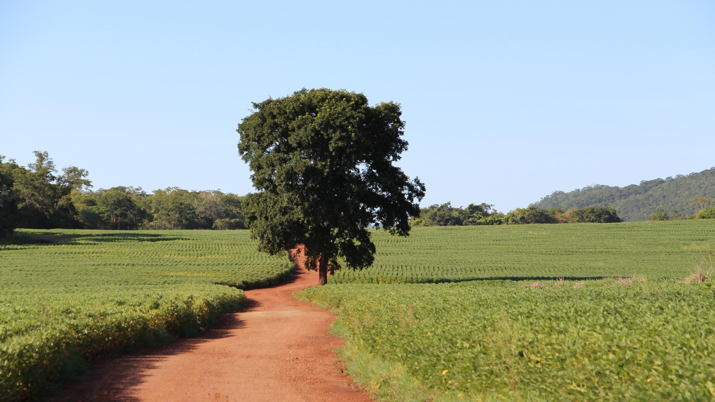 Soy plantation