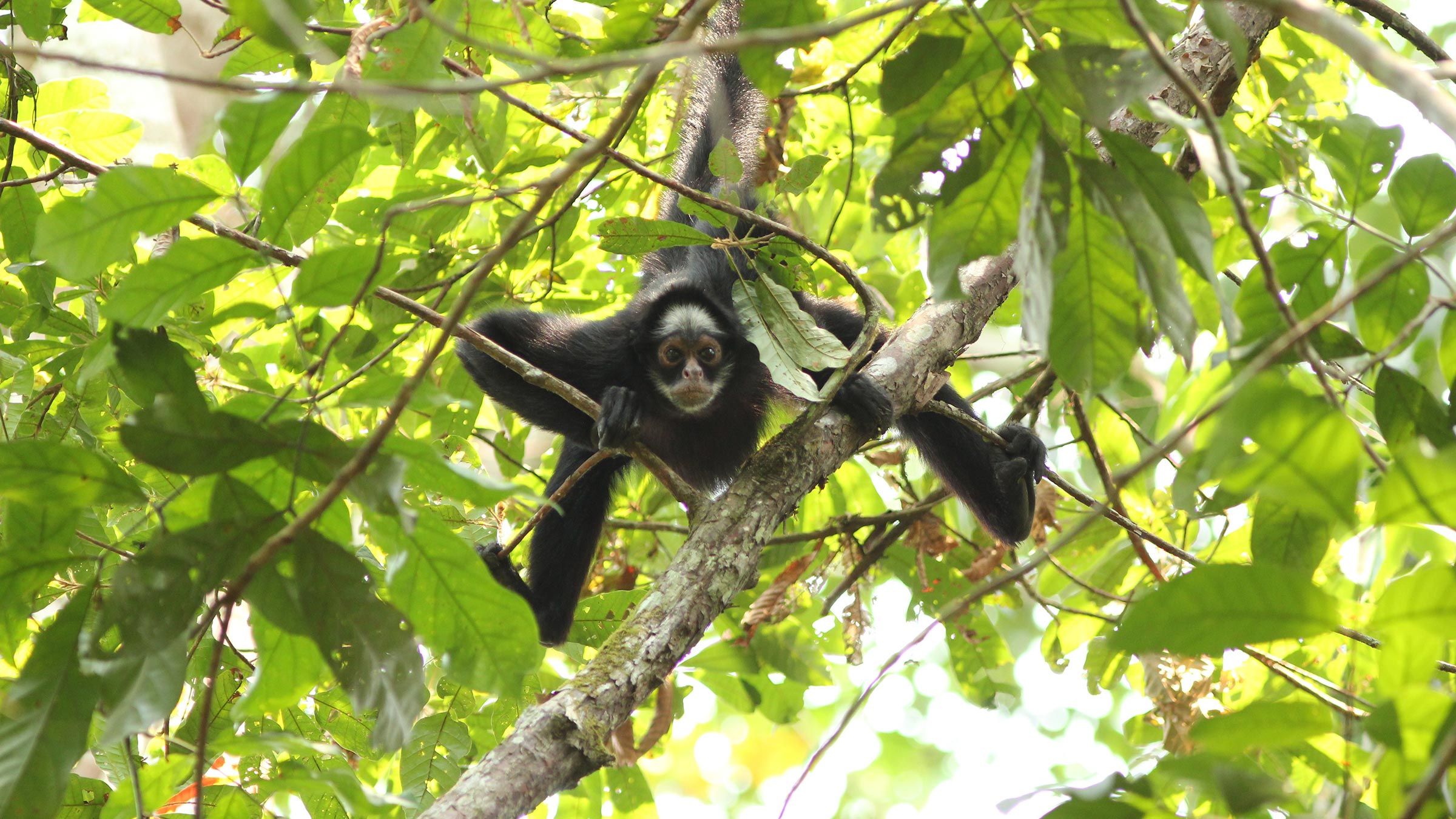 White-cheeked spider monkey