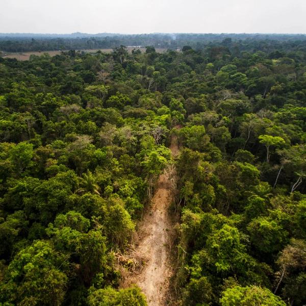 Roads open by loggers inside the Menkragnoti Indigenous Land. Novo Progresso, Pará State