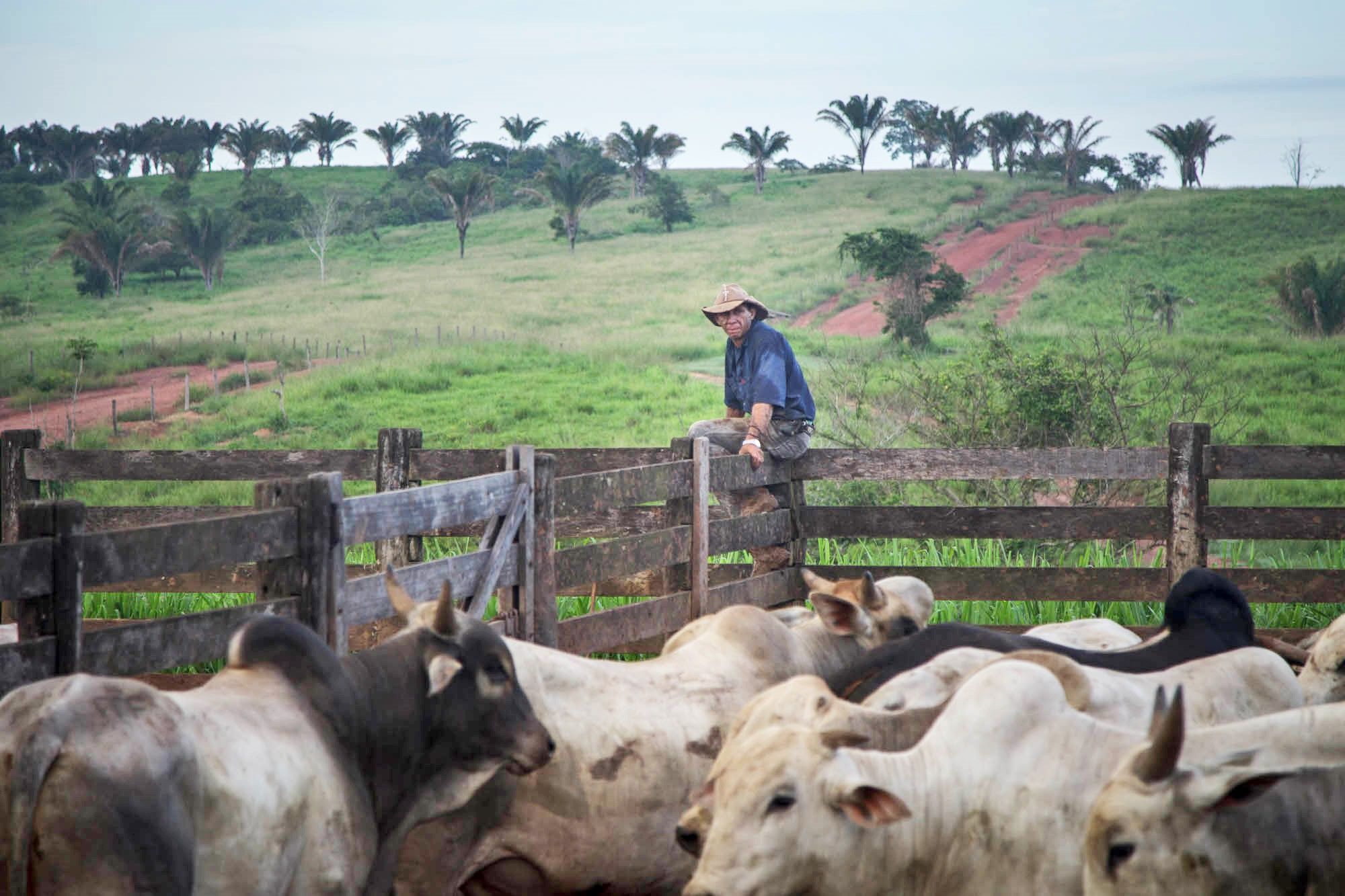 Cattle rancher with his cattle.