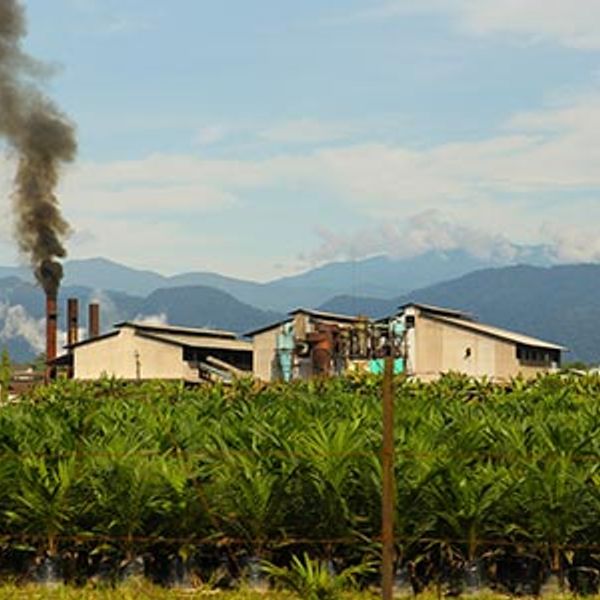Palm oil mill