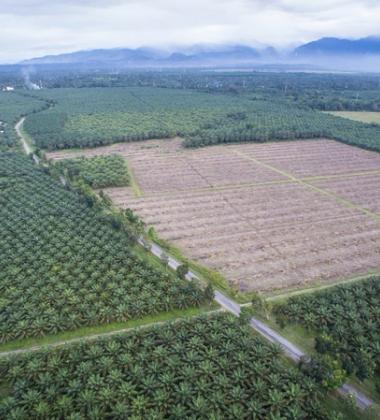 Palm oil tree plantation in South Sulawesi, Indonesia