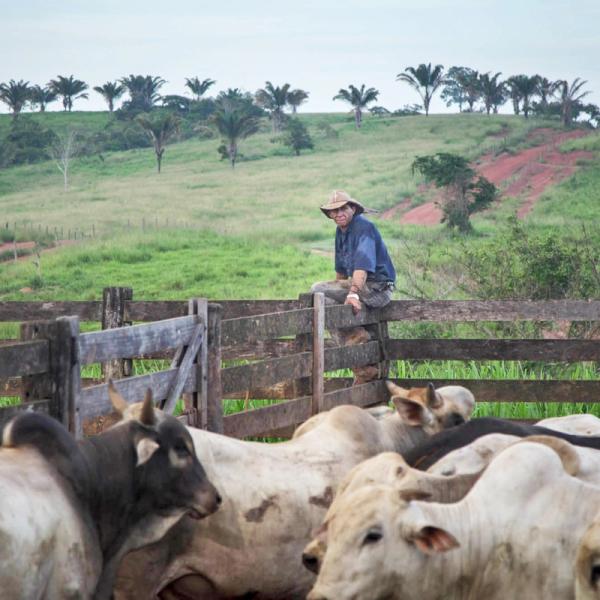 CATTLE RANCHING FARM IN MARABÁ, PARÁ STATE, BRAZIL. CREDIT: MARCIO ISENSEE E SÁ