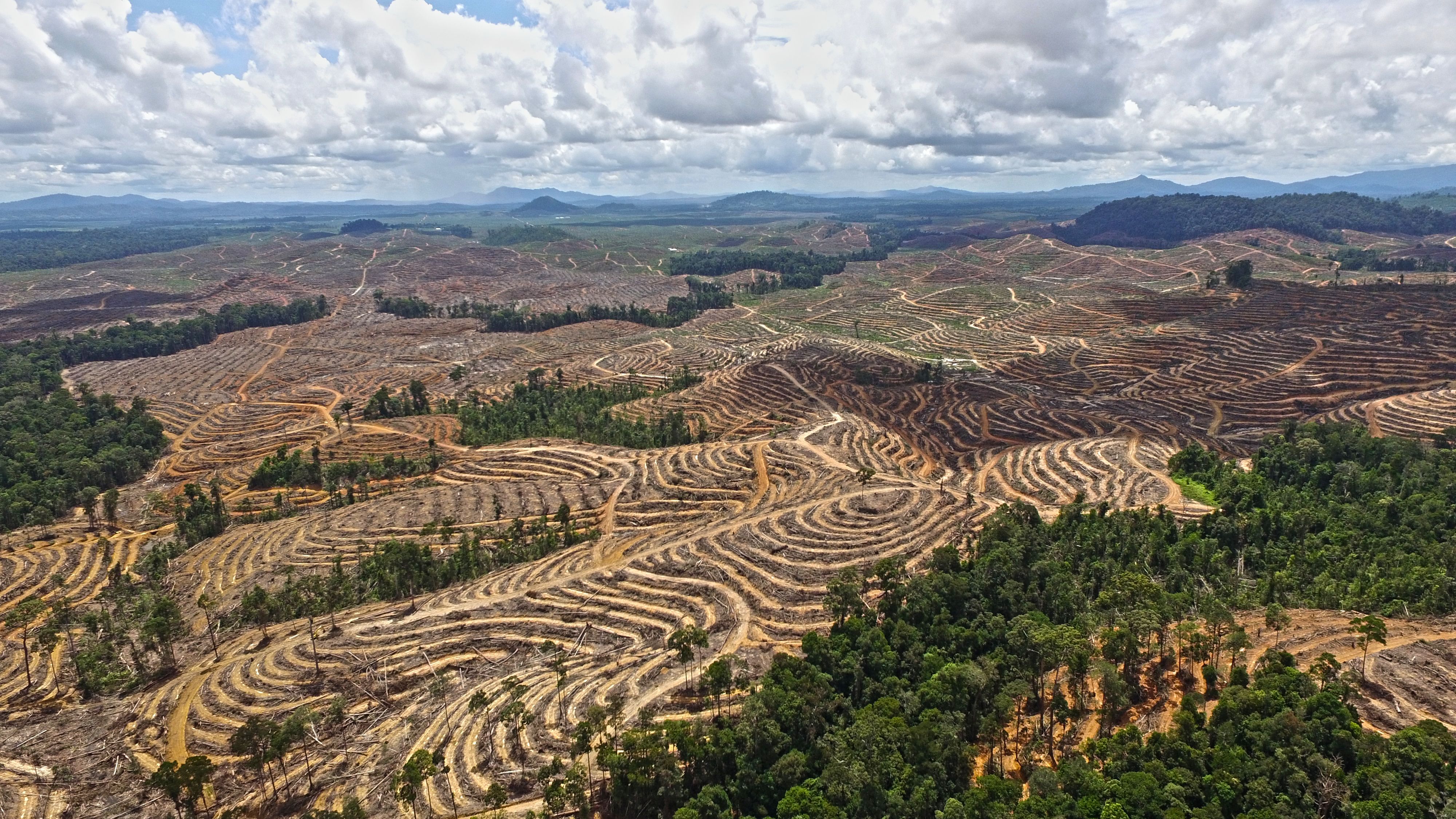 Cleared land in central Kalimantan, Indonesia, 2019