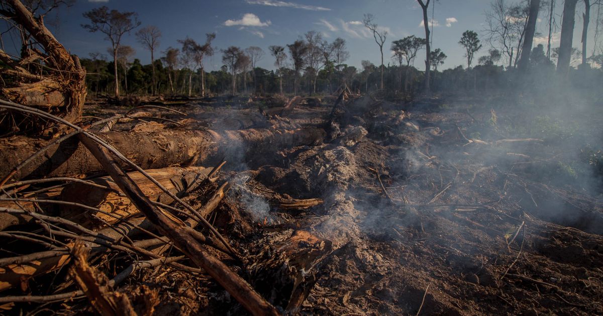 Land governance is key to reducing deforestation - Insights - Trase