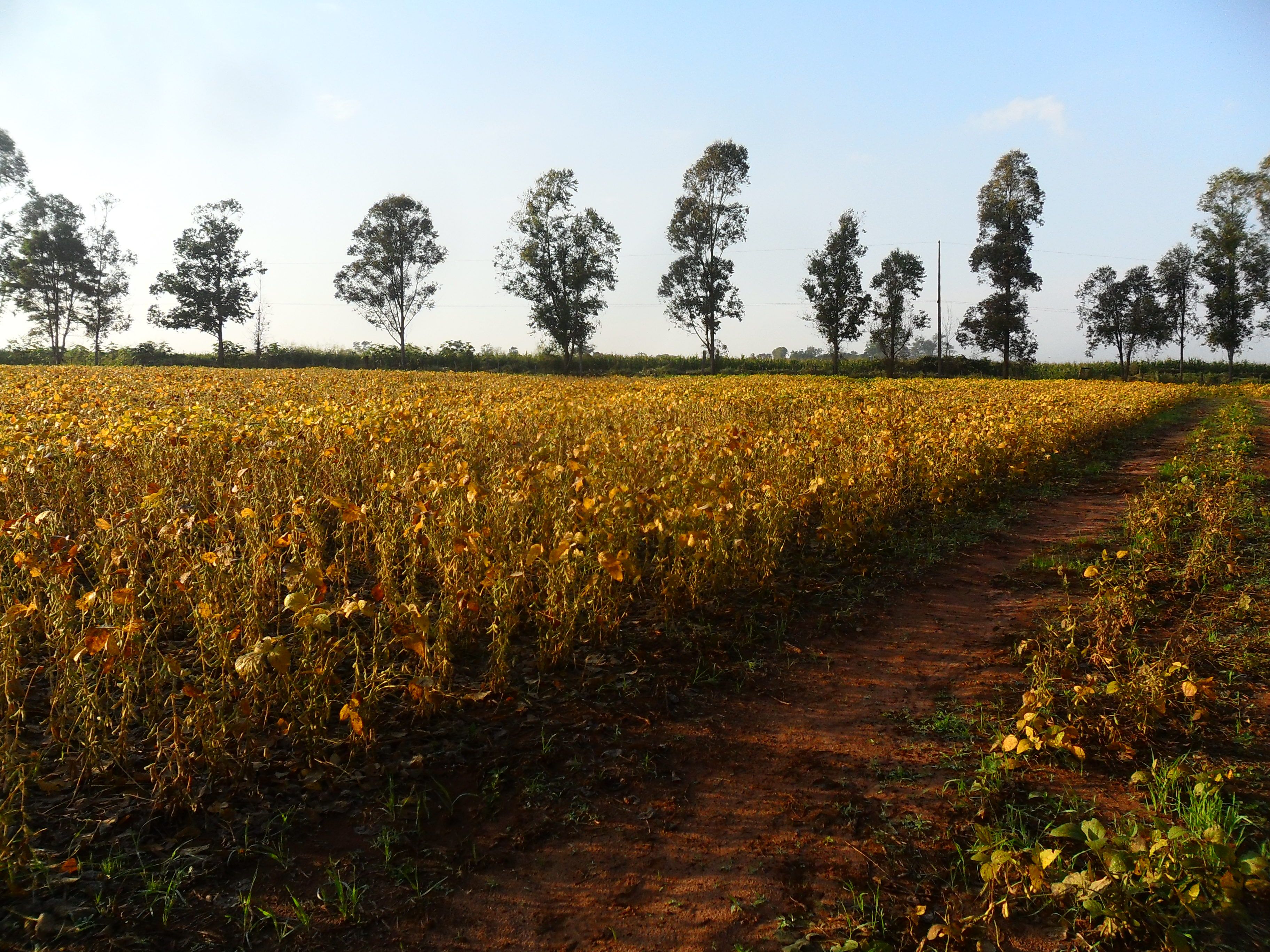 El riesgo de deforestaci n causada por la soja en Paraguay