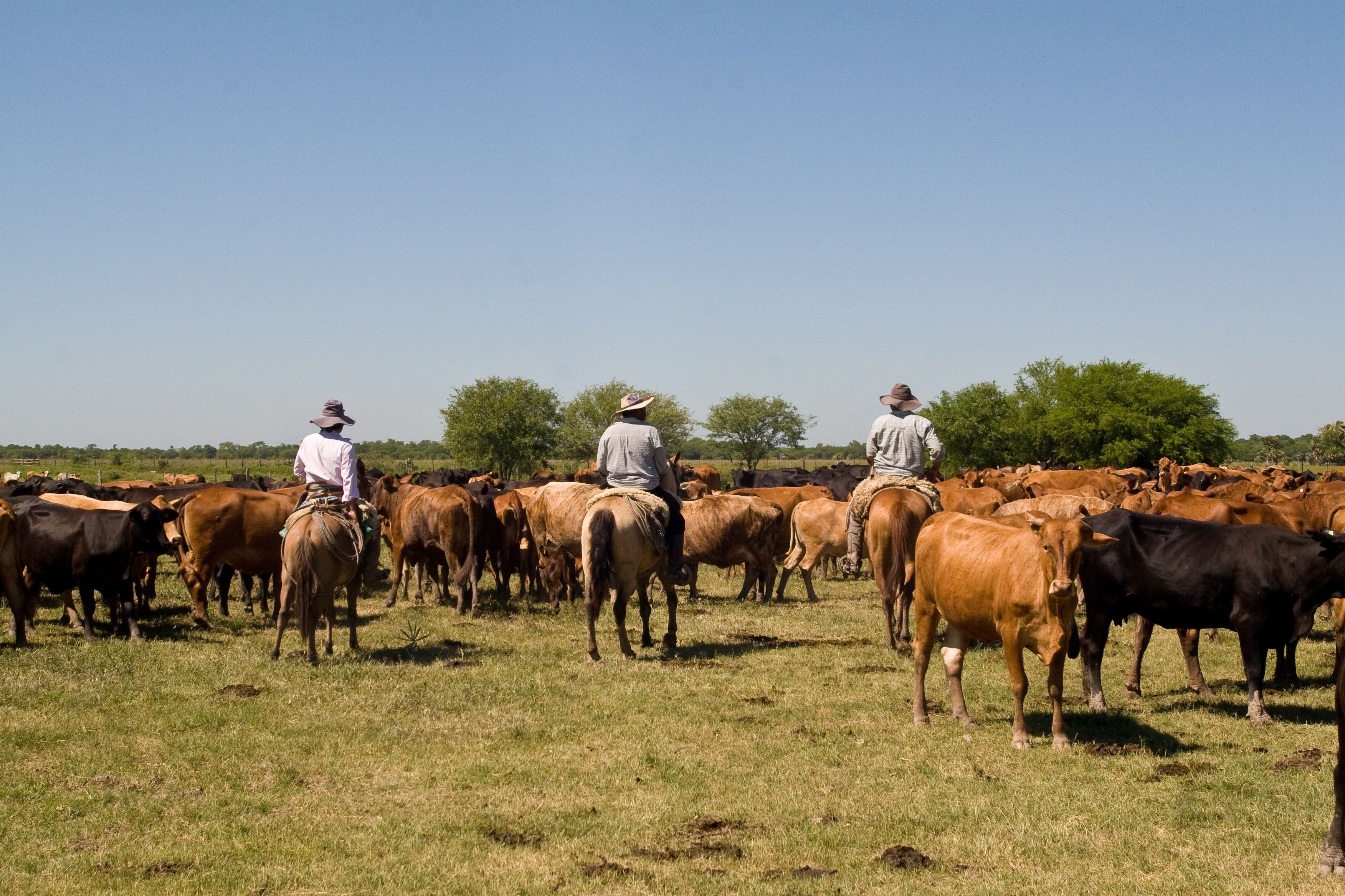 High deforestation risk for beef from the Paraguayan Chaco