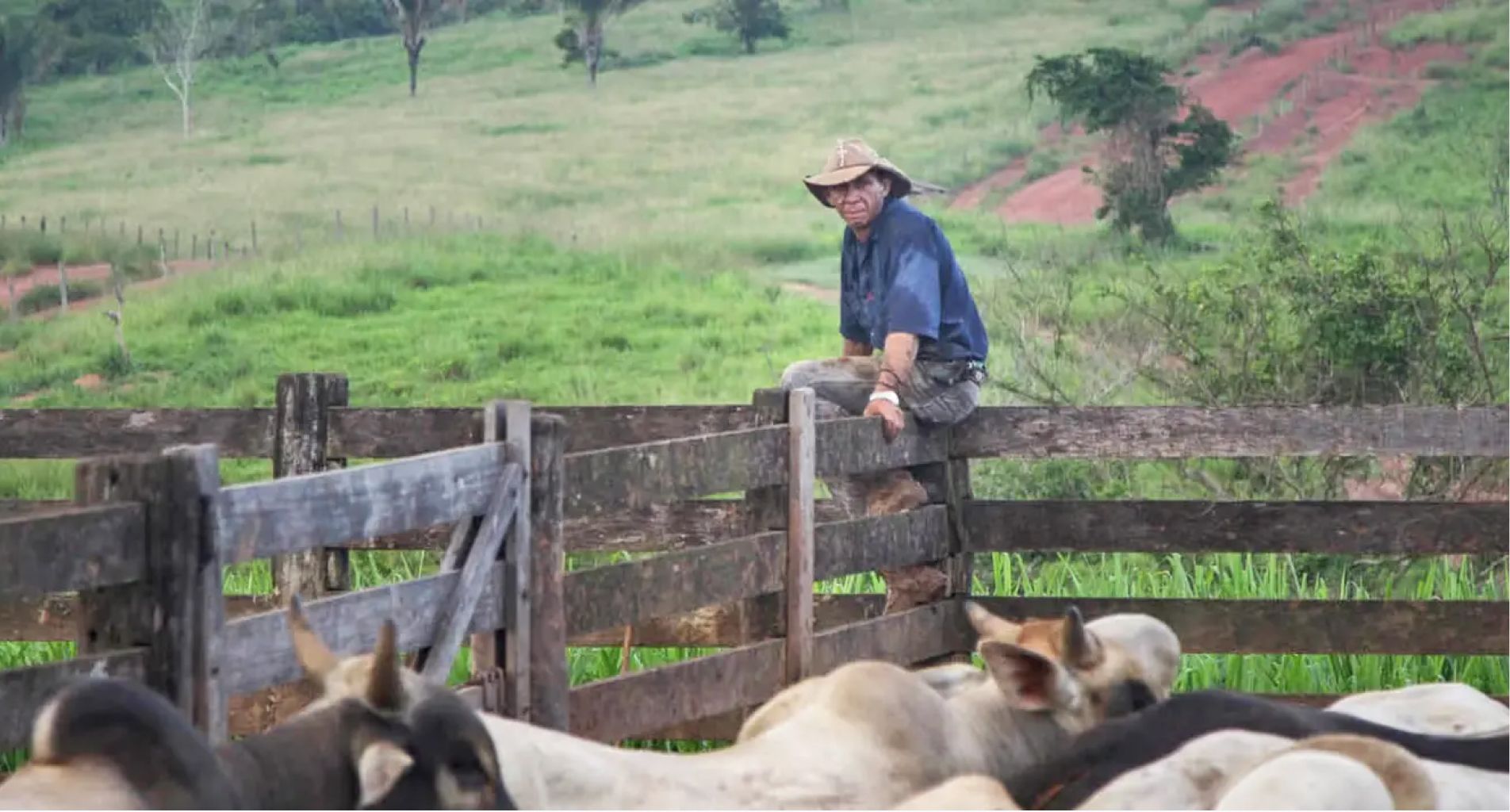 Cattle ranching farm in Marabá, Pará State, Brazil