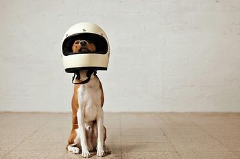 dog with a protective helmet