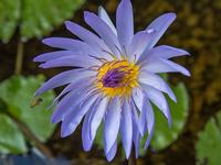 Water Lilly With Bee 1920a