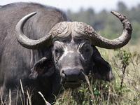 Water Buffalo Land