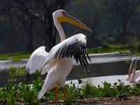 Pelican