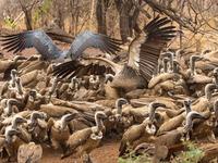 Vulture1920x